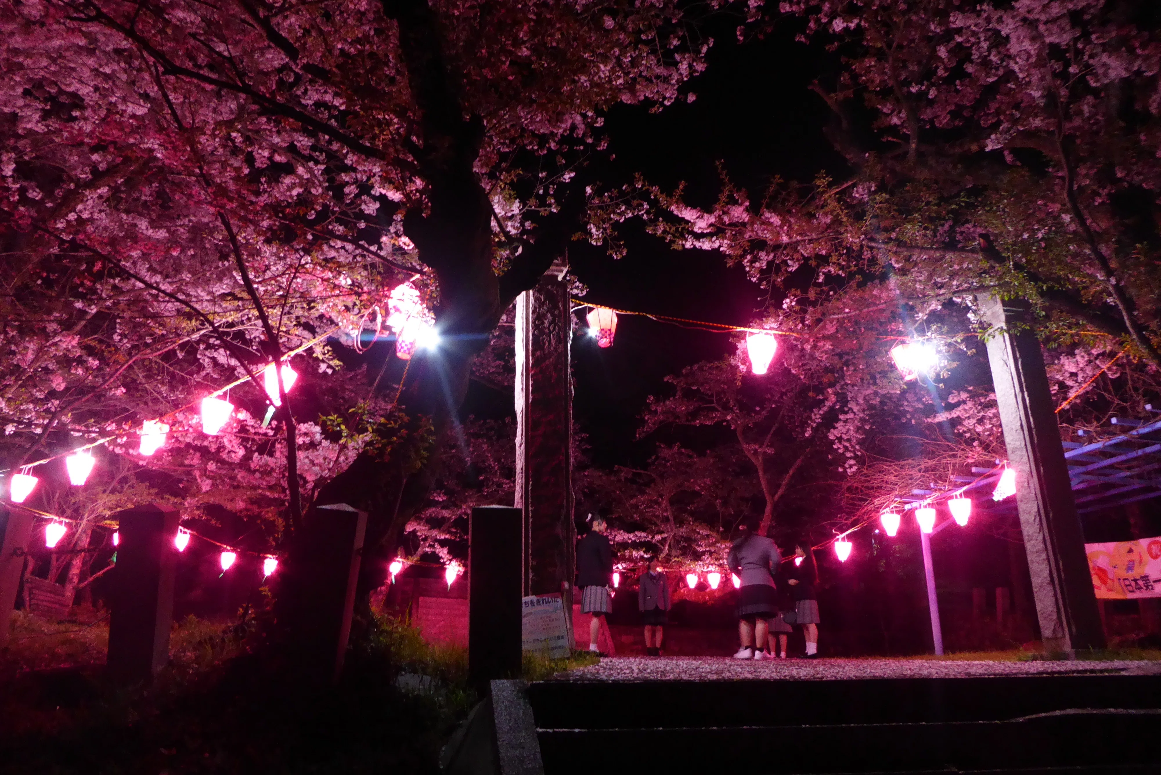 写真日記「夜桜と、面白い座り方の猫」｜ともた