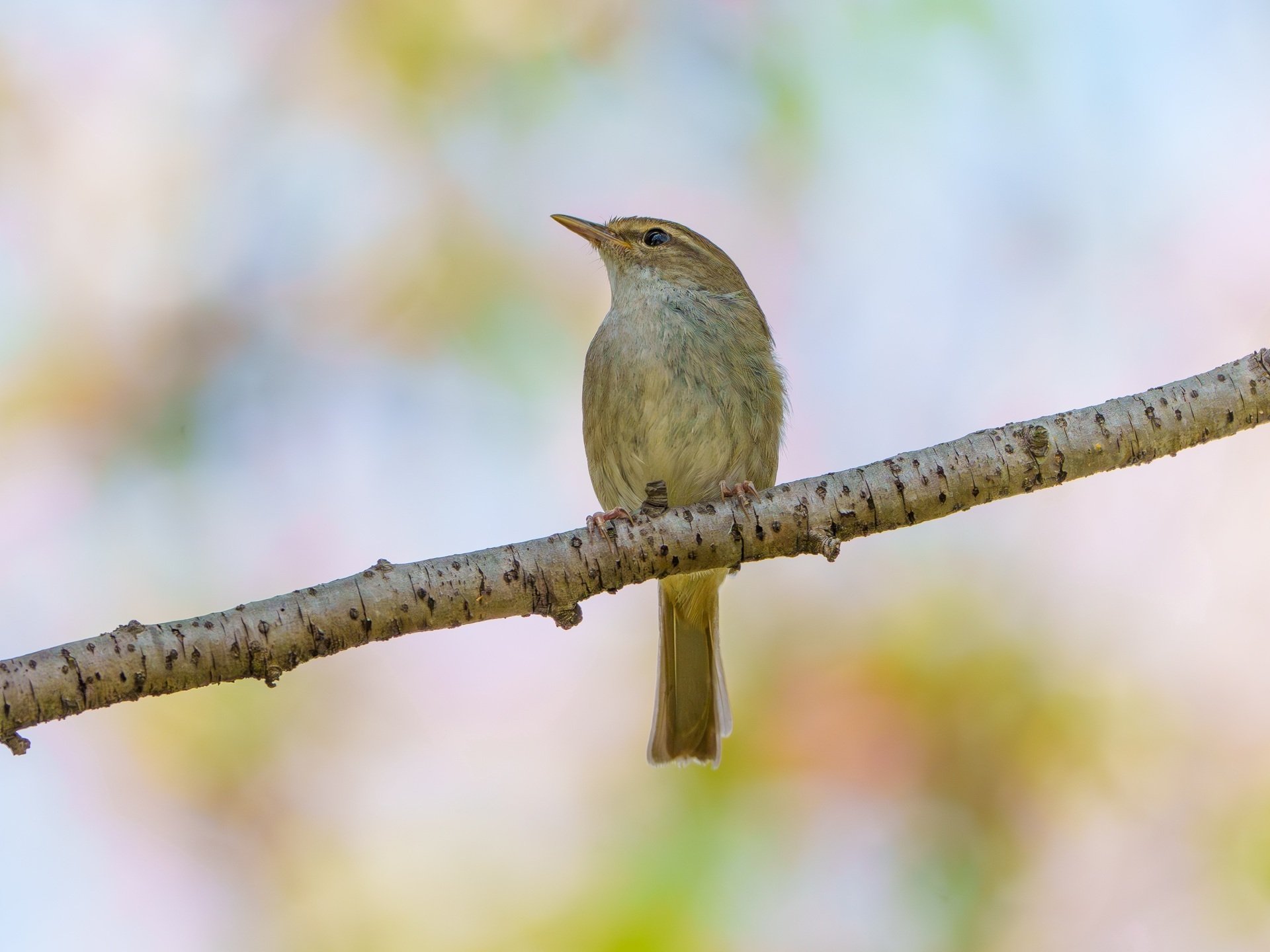 リスナー　小鳥や花など 野鳥】 nyackierの今日の鳥活 Vol.231 2026年4月12日 夏鳥ぞくぞく到着