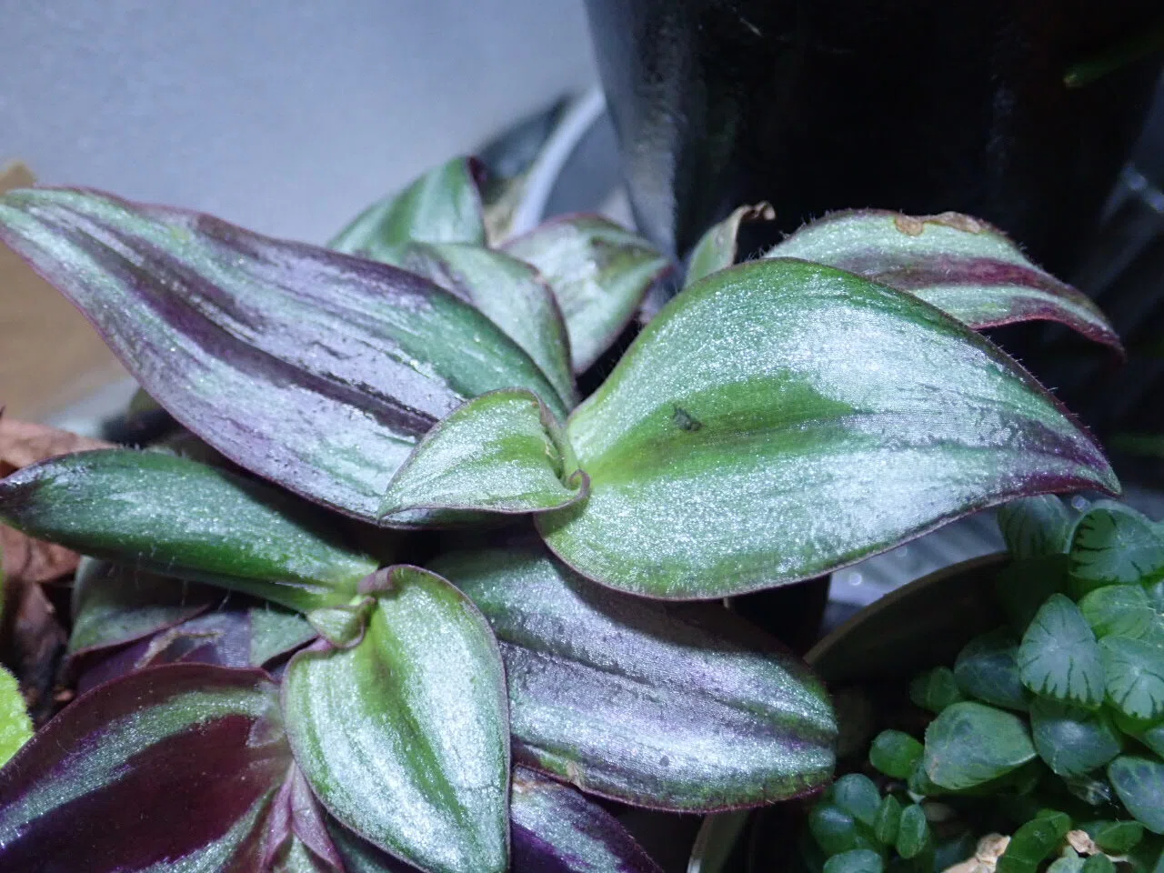 久しぶりに植物のこと｜kinkin67