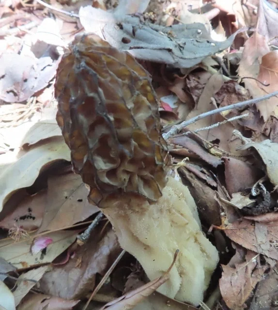 アミガサタケ（編み笠茸）の季節です｜相生山の会
