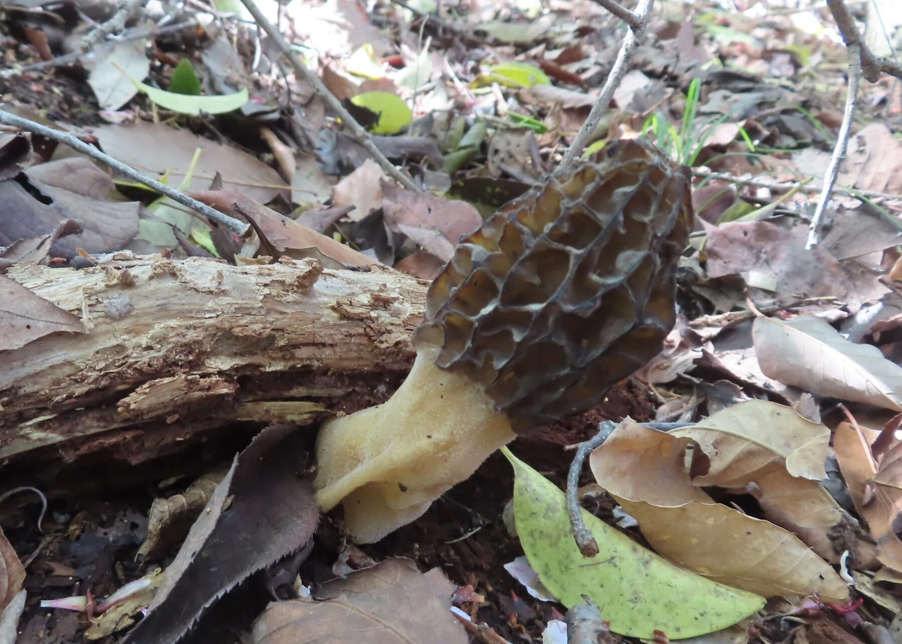 アミガサタケ（編み笠茸）の季節です｜相生山の会