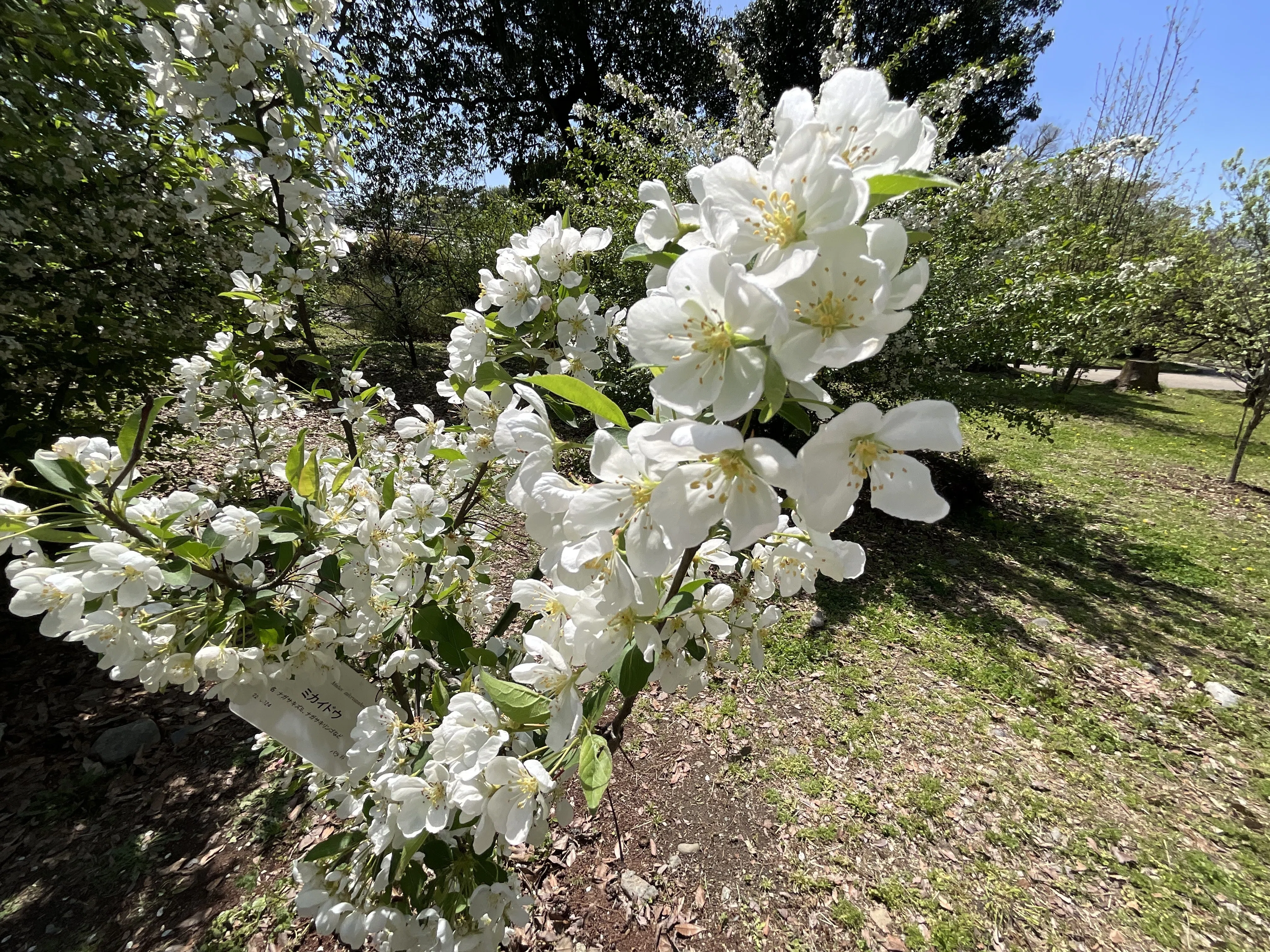 ミカイドウ（実海棠）（京都府立植物園）：2026年4月15日（水）｜藤井