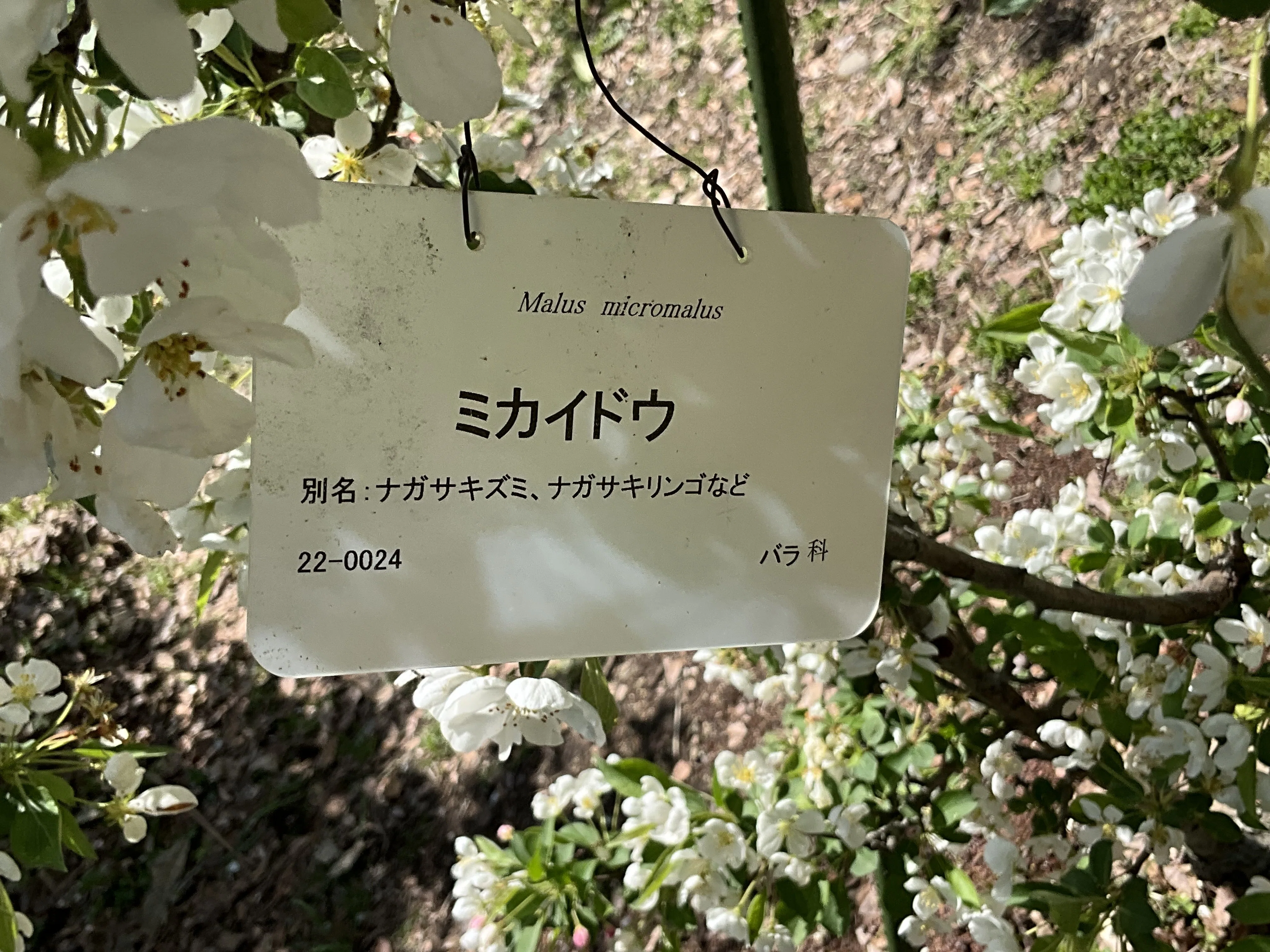 ミカイドウ（実海棠）（京都府立植物園）：2026年4月15日（水）｜藤井