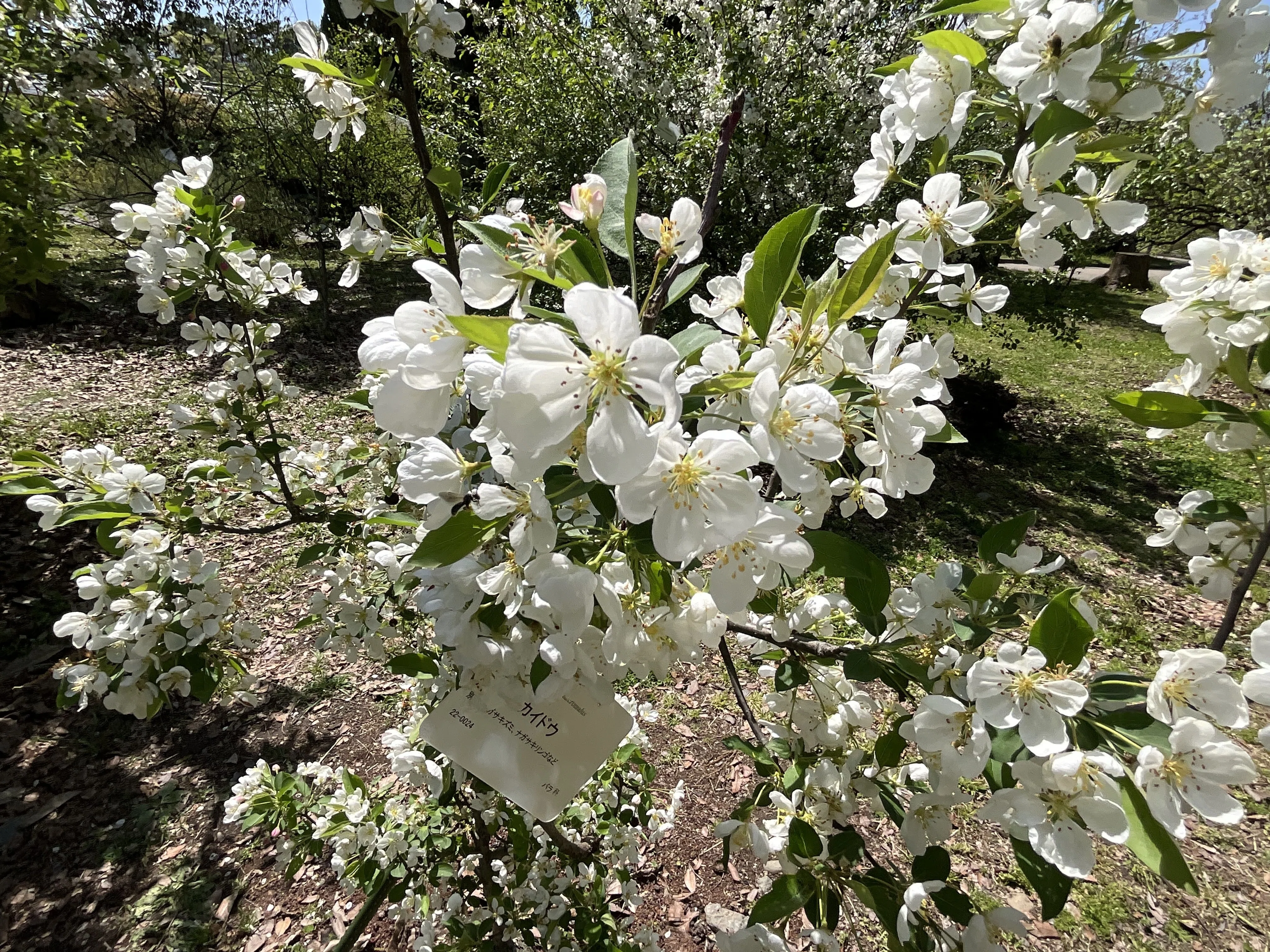ミカイドウ（実海棠）（京都府立植物園）：2026年4月15日（水）｜藤井