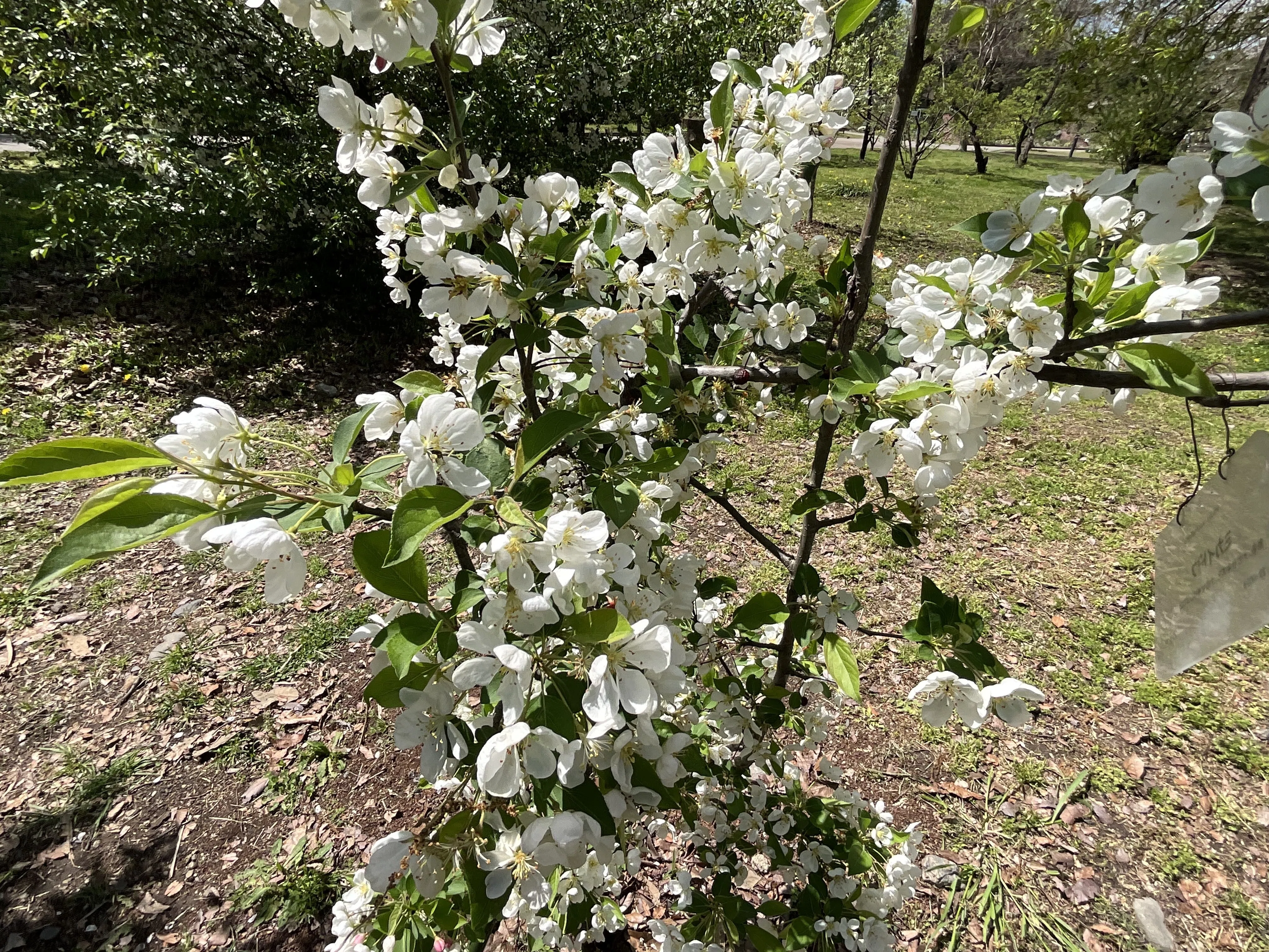 優しい幹模様〈実海棠〉 ミカイドウ（実海棠）（京都府立植物園）：2026年4月15日（水）｜藤井