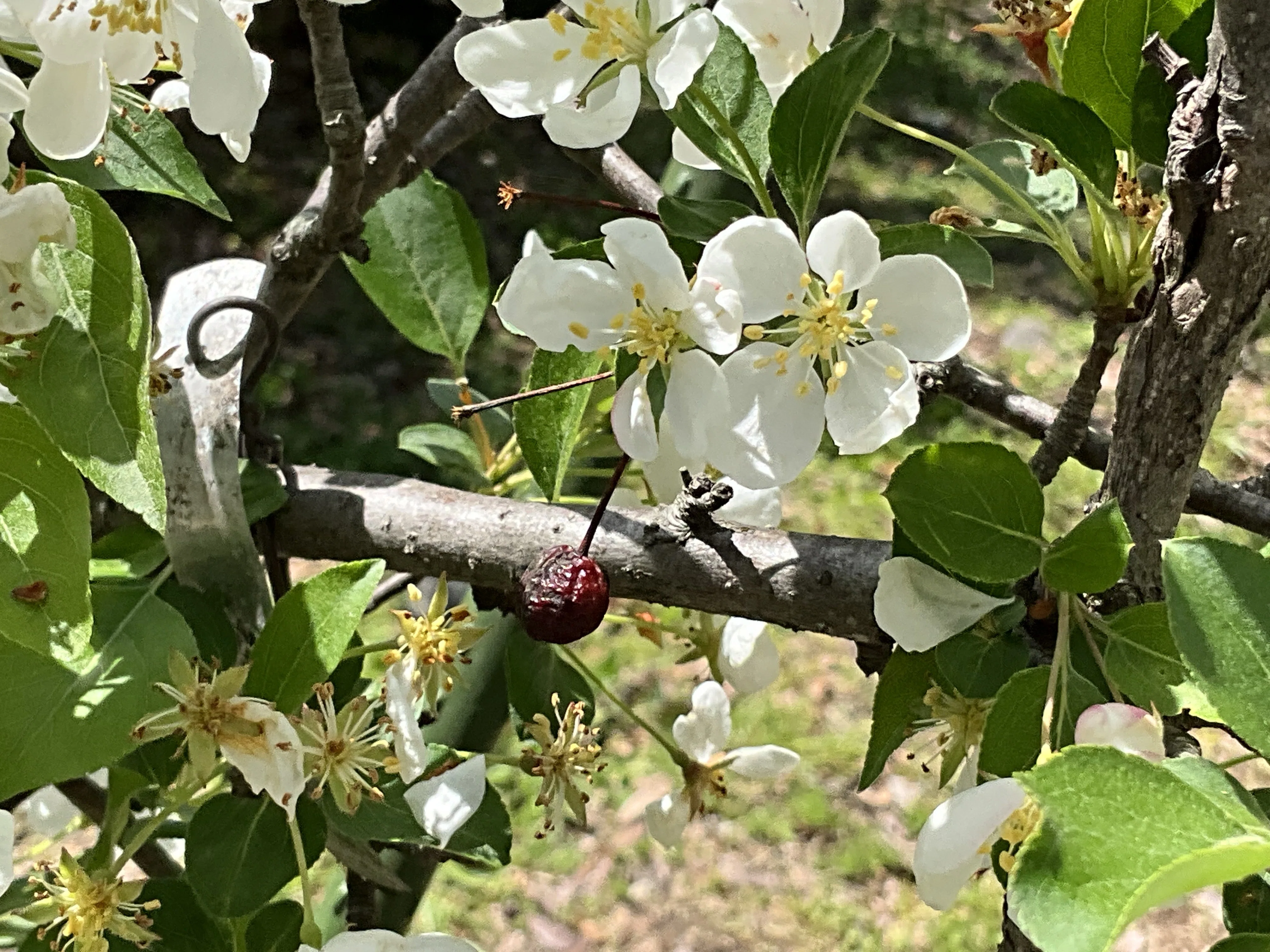 優しい幹模様〈実海棠〉 ミカイドウ（実海棠）（京都府立植物園）：2026年4月15日（水）｜藤井