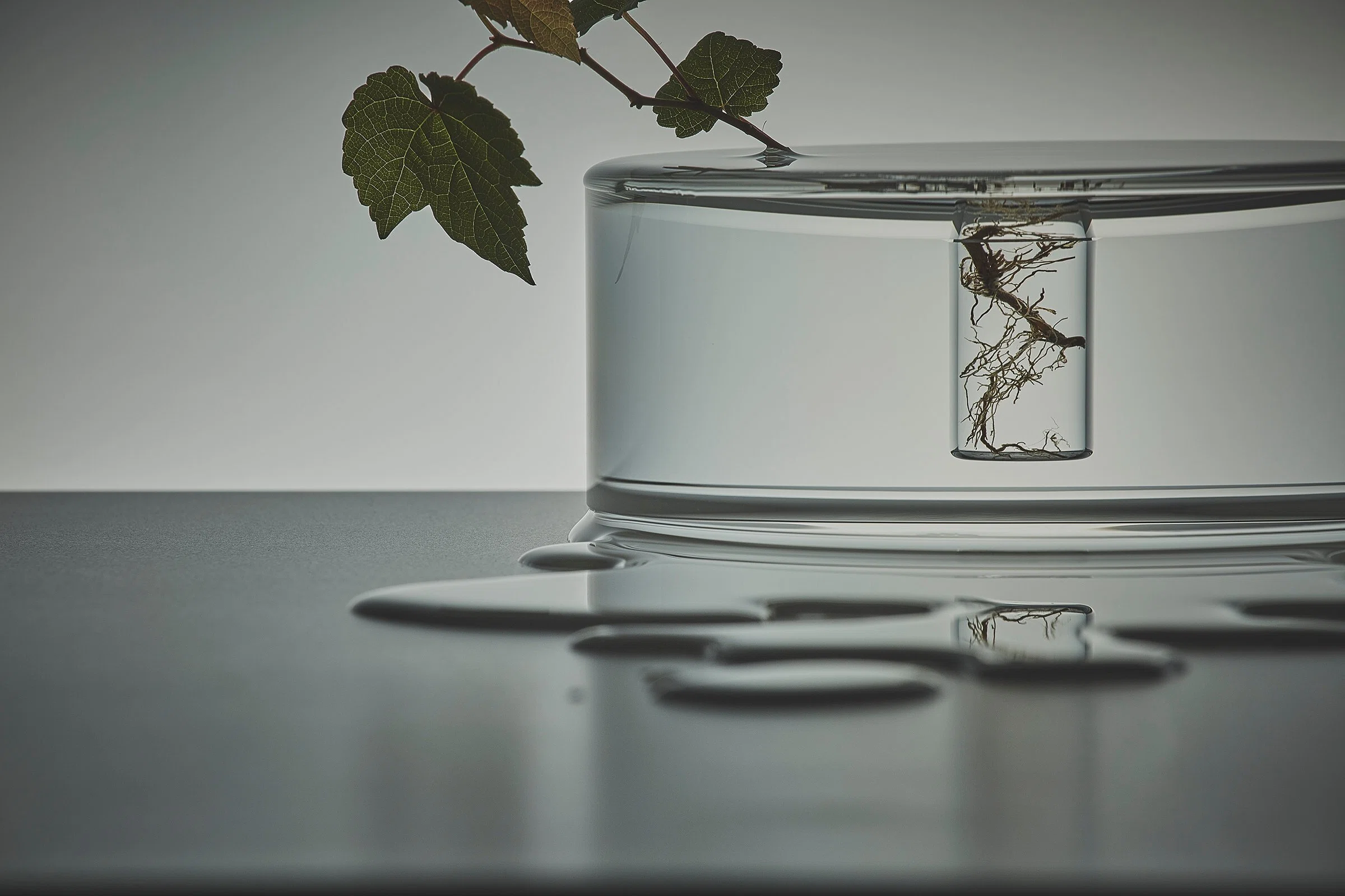 境界線が溶けていく。水と花器、植物が一体となるフラワーベース
