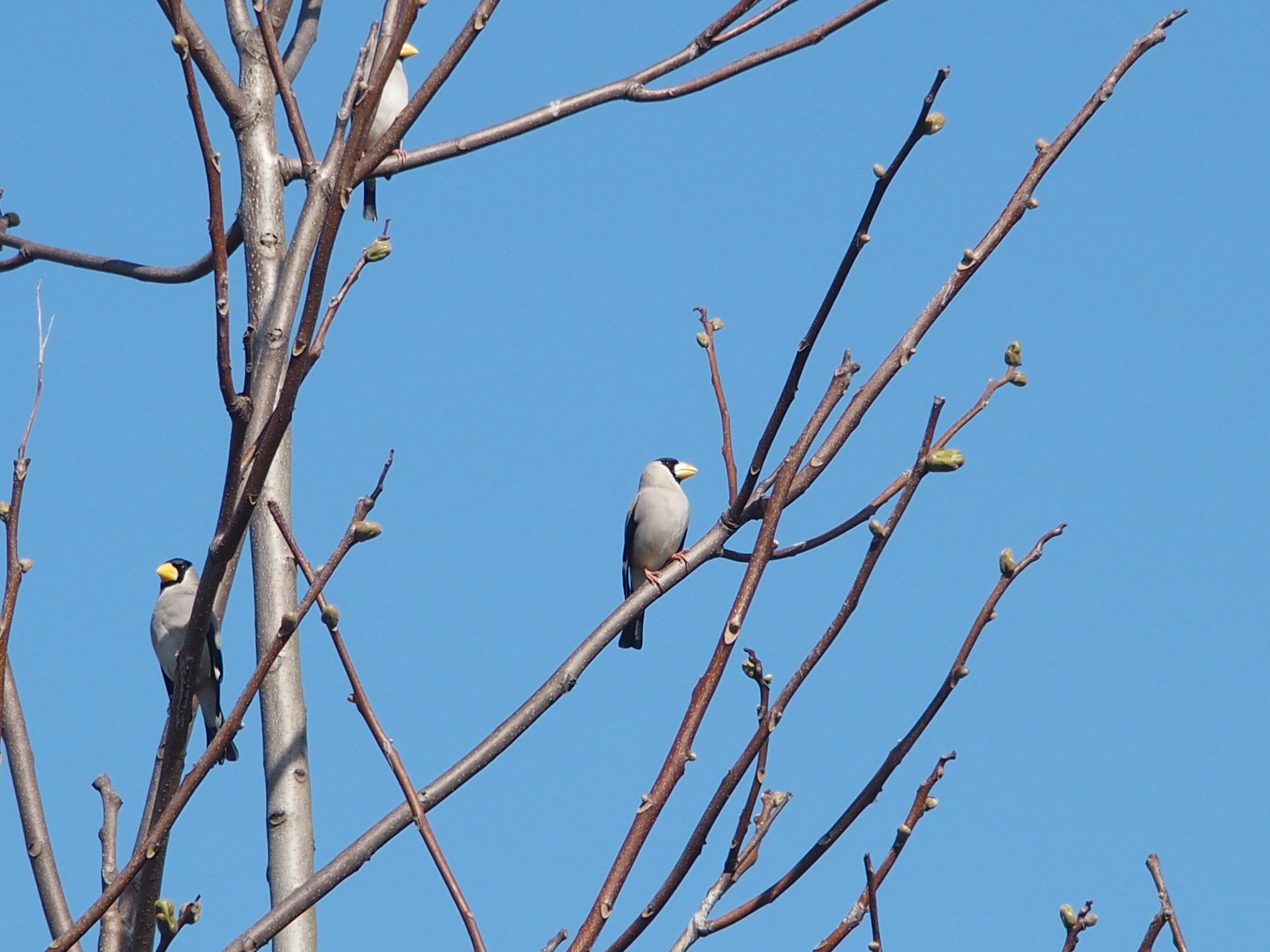05.04.26 Birdwatching Part 2｜一羽一会(いちわいちえ)/野鳥愛好家