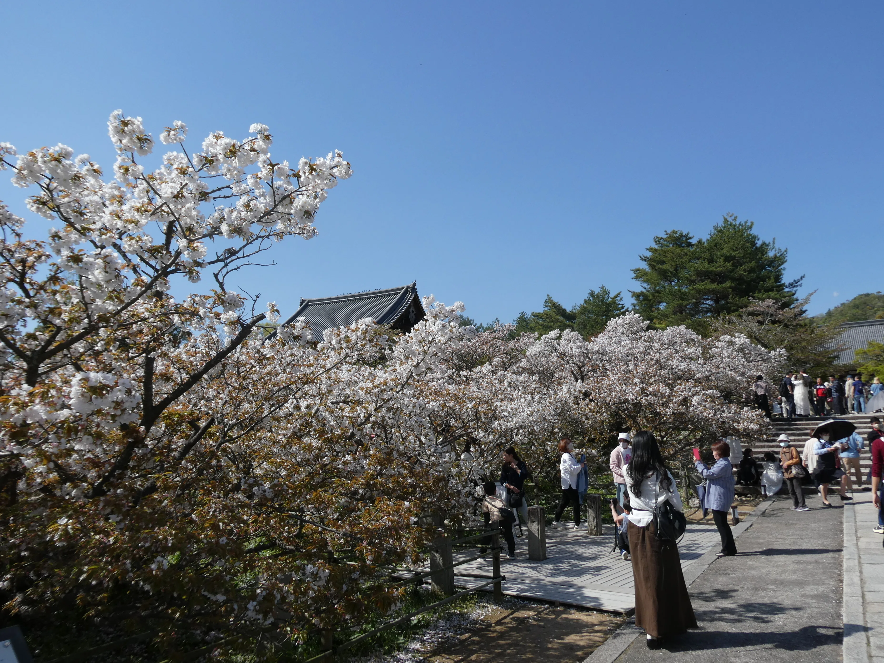 仁和寺の桜が良すぎた件について｜みめい
