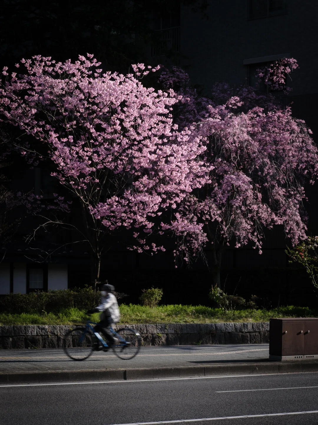 仙台の桜Part2｜FUJIFILM X-E5で去り行く春を撮り歩く｜ReijiroSnap
