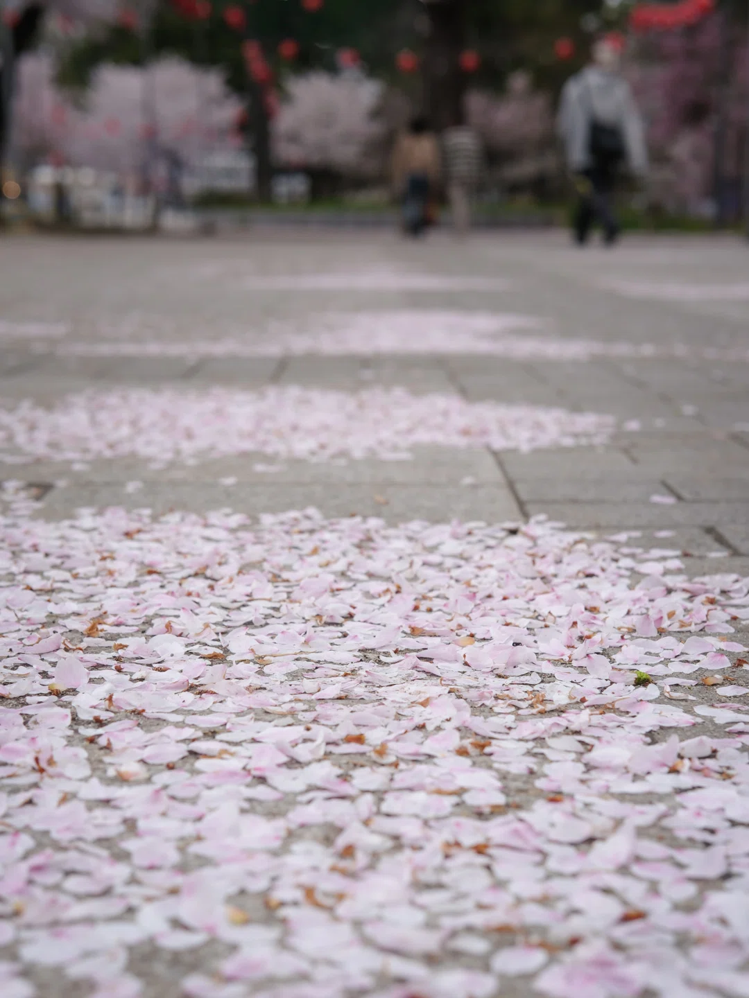 仙台の桜Part2｜FUJIFILM X-E5で去り行く春を撮り歩く｜ReijiroSnap