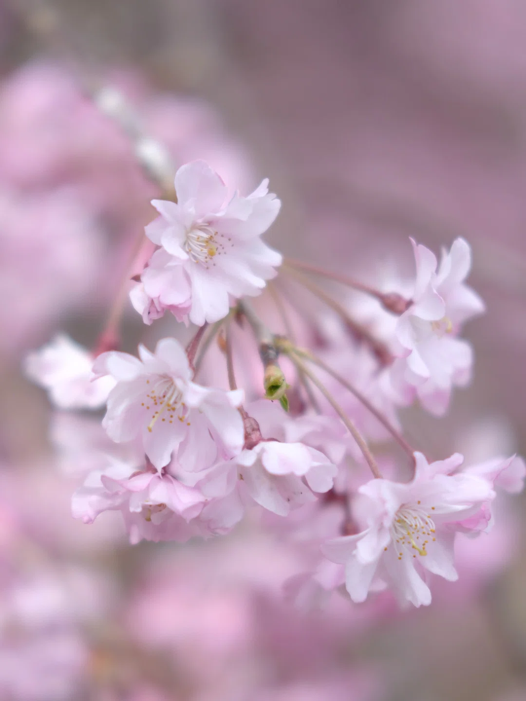 仙台の桜Part2｜FUJIFILM X-E5で去り行く春を撮り歩く｜ReijiroSnap