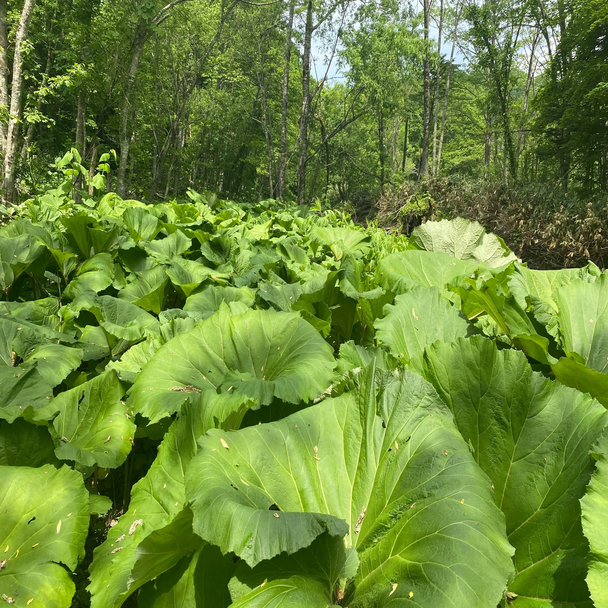 Northern Wild Vegetable Guide File 06: Butterbur | The Jade Silence  Standing by Hokkaido's Riverside()