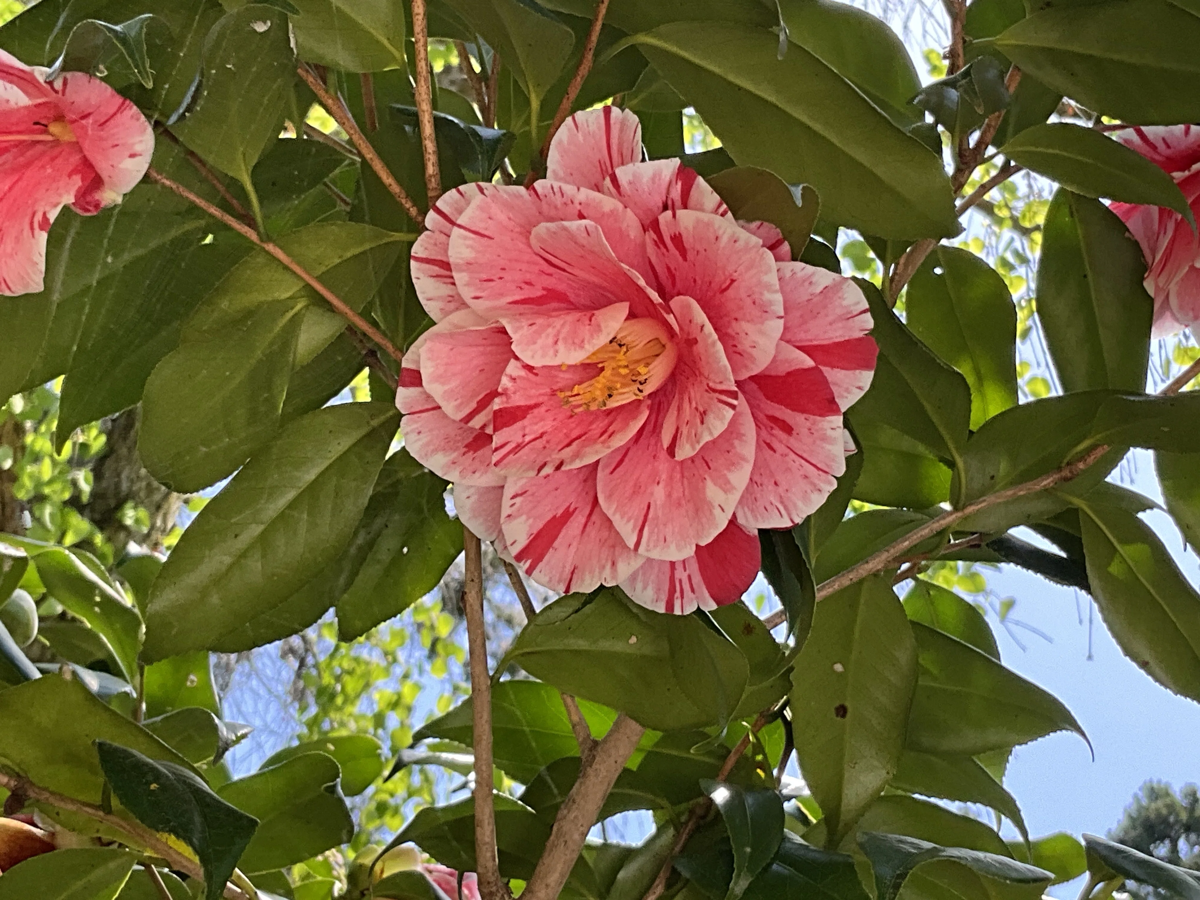 日暮（ひぐらし）（京都府立植物園）：2026年4月12日（日）｜藤井秀昭