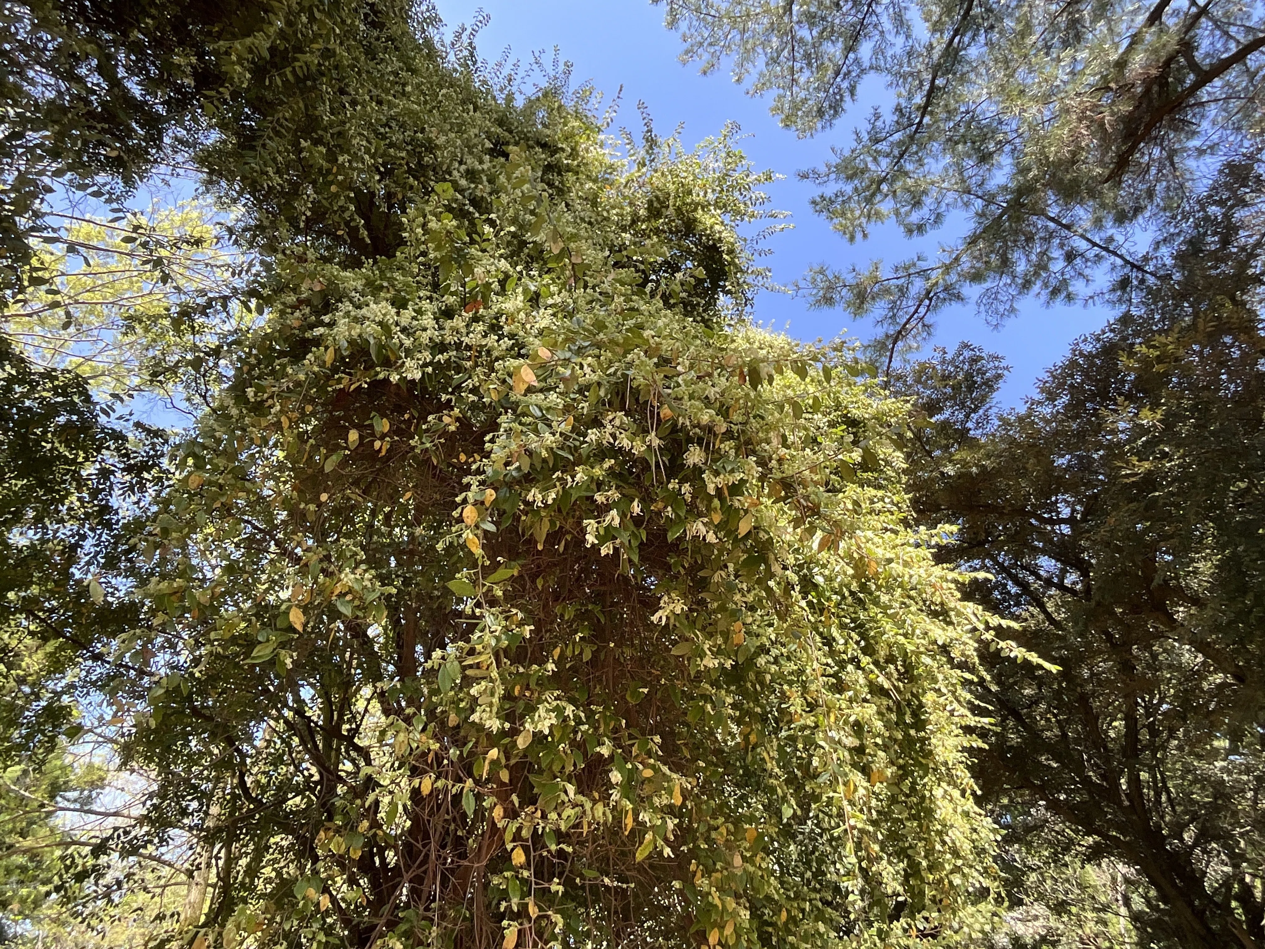 トキワマンサク（京都府立植物園）No.89：2026年3月13日（金）｜藤井