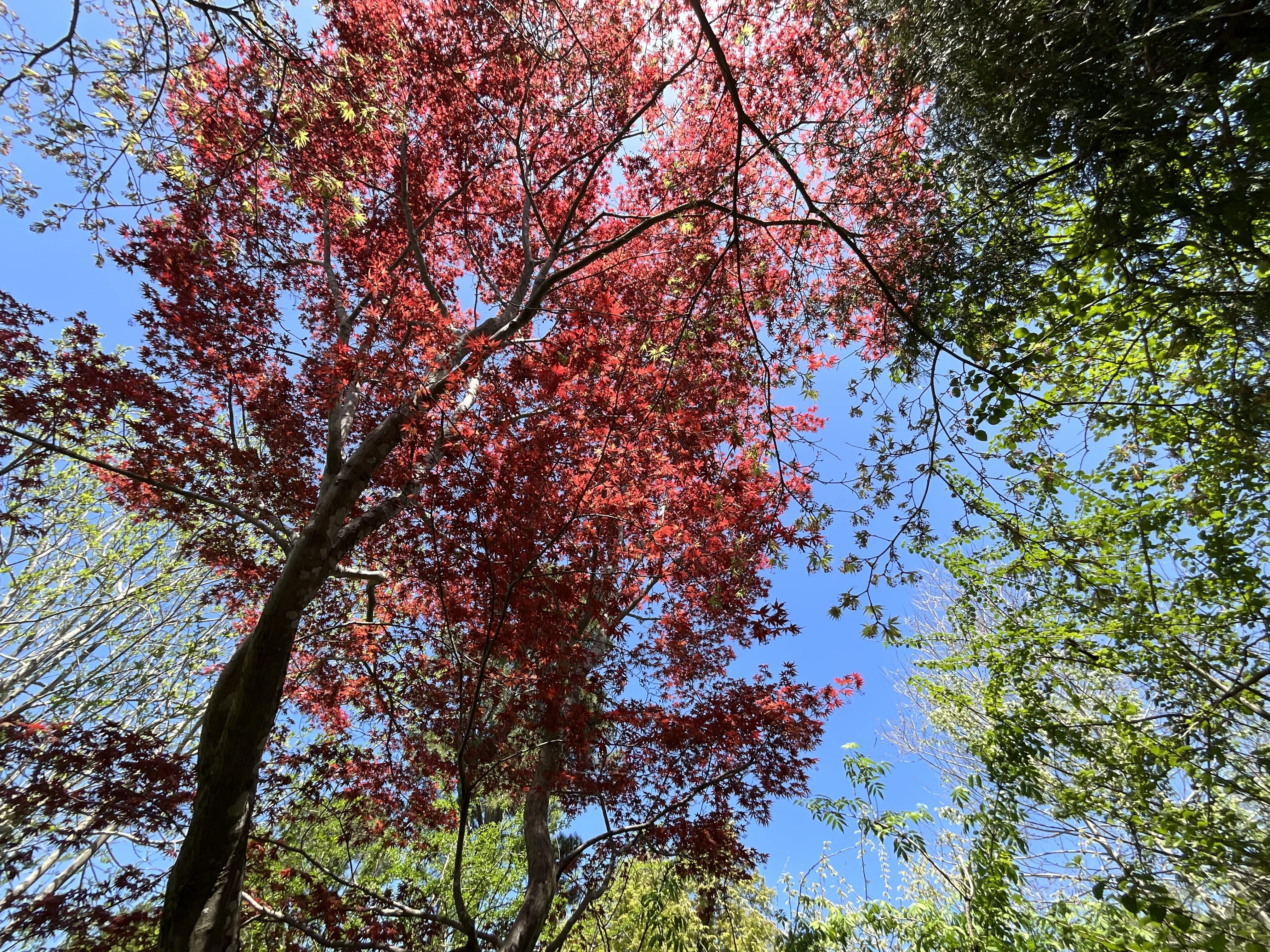 モミジ '出猩々'（京都府立植物園）：2026年4月12日（日）｜藤井秀昭