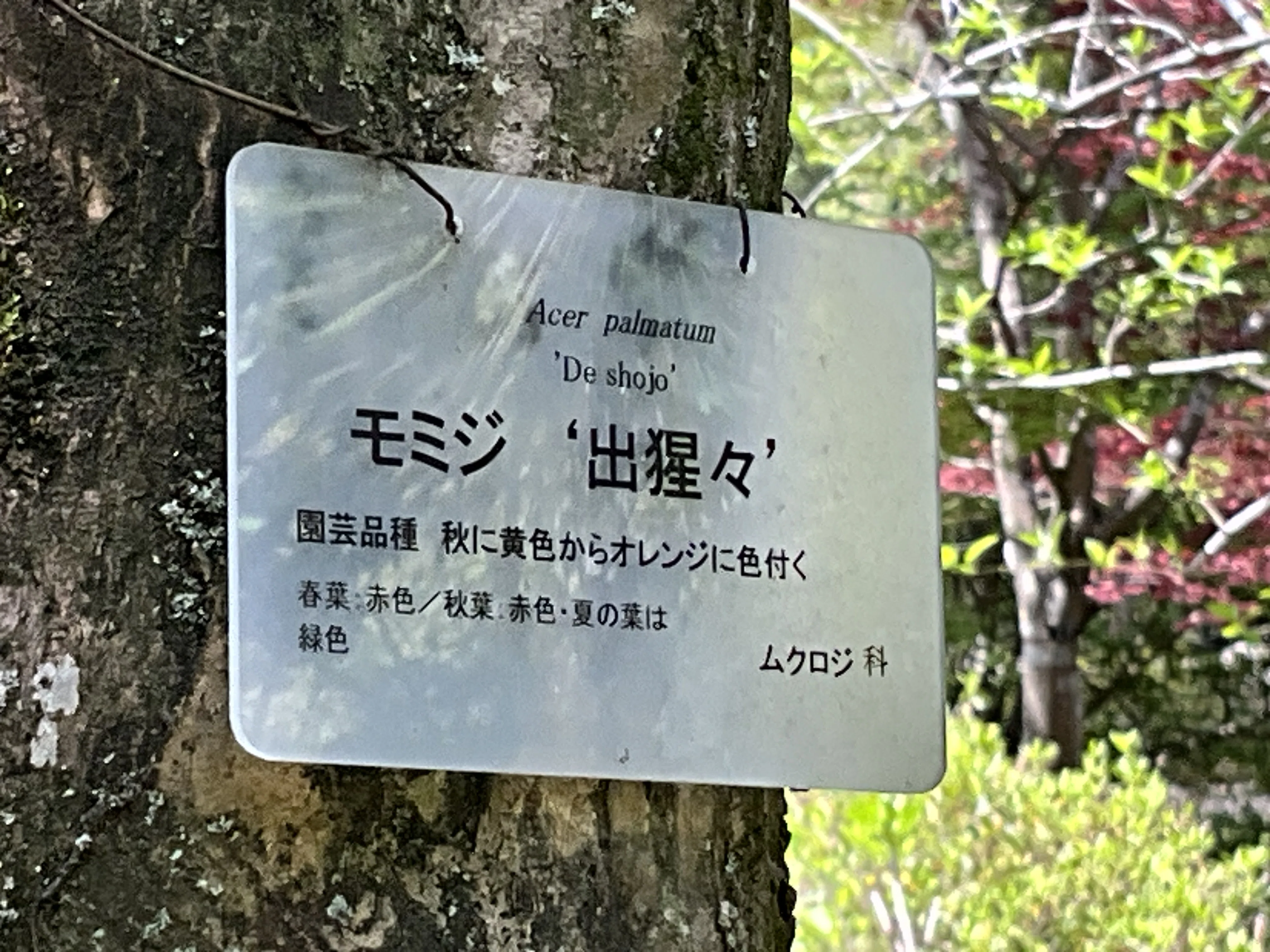 モミジ '出猩々'（京都府立植物園）：2026年4月12日（日）｜藤井秀昭