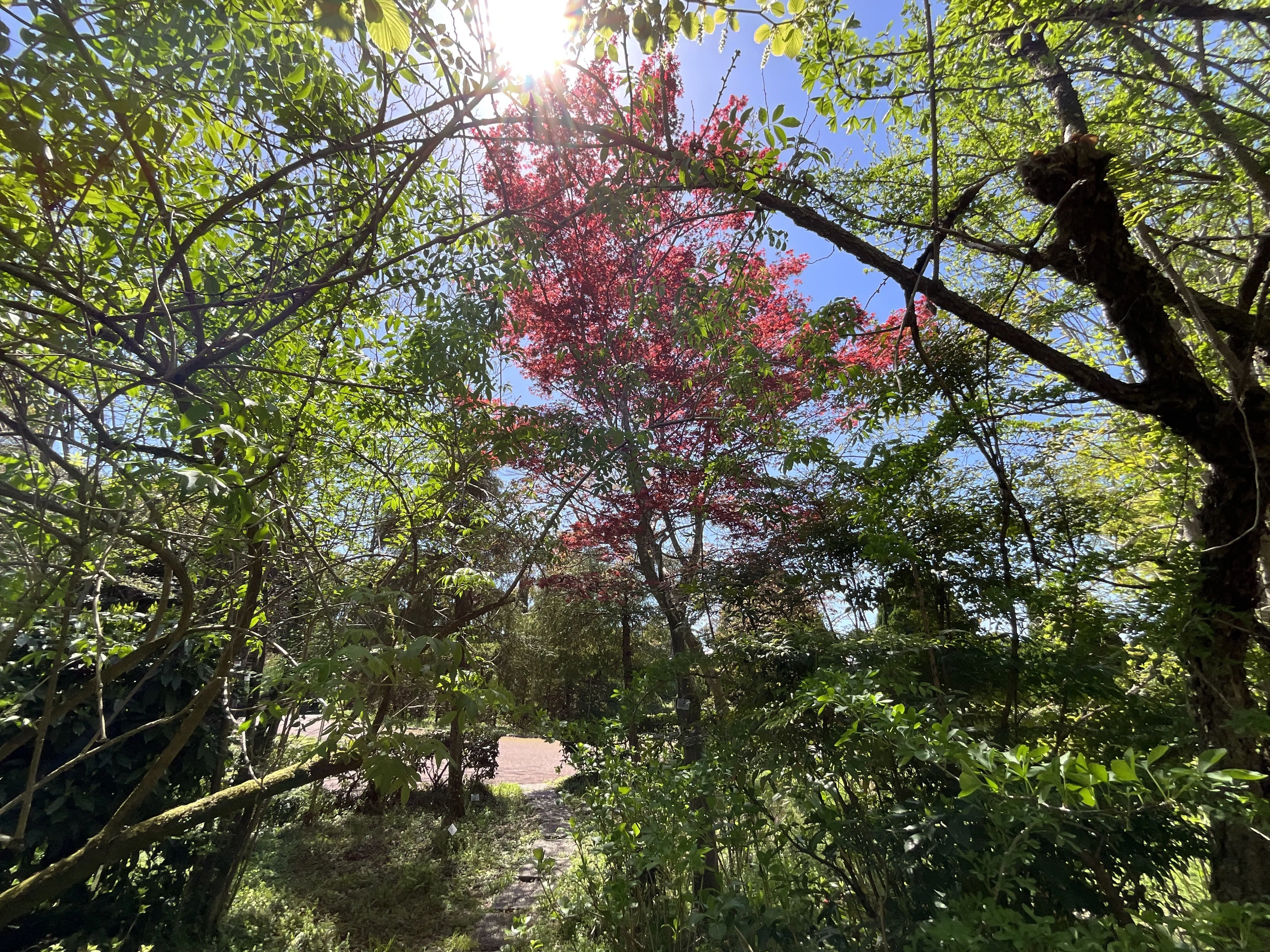 モミジ '出猩々'（京都府立植物園）：2026年4月12日（日）｜藤井秀昭