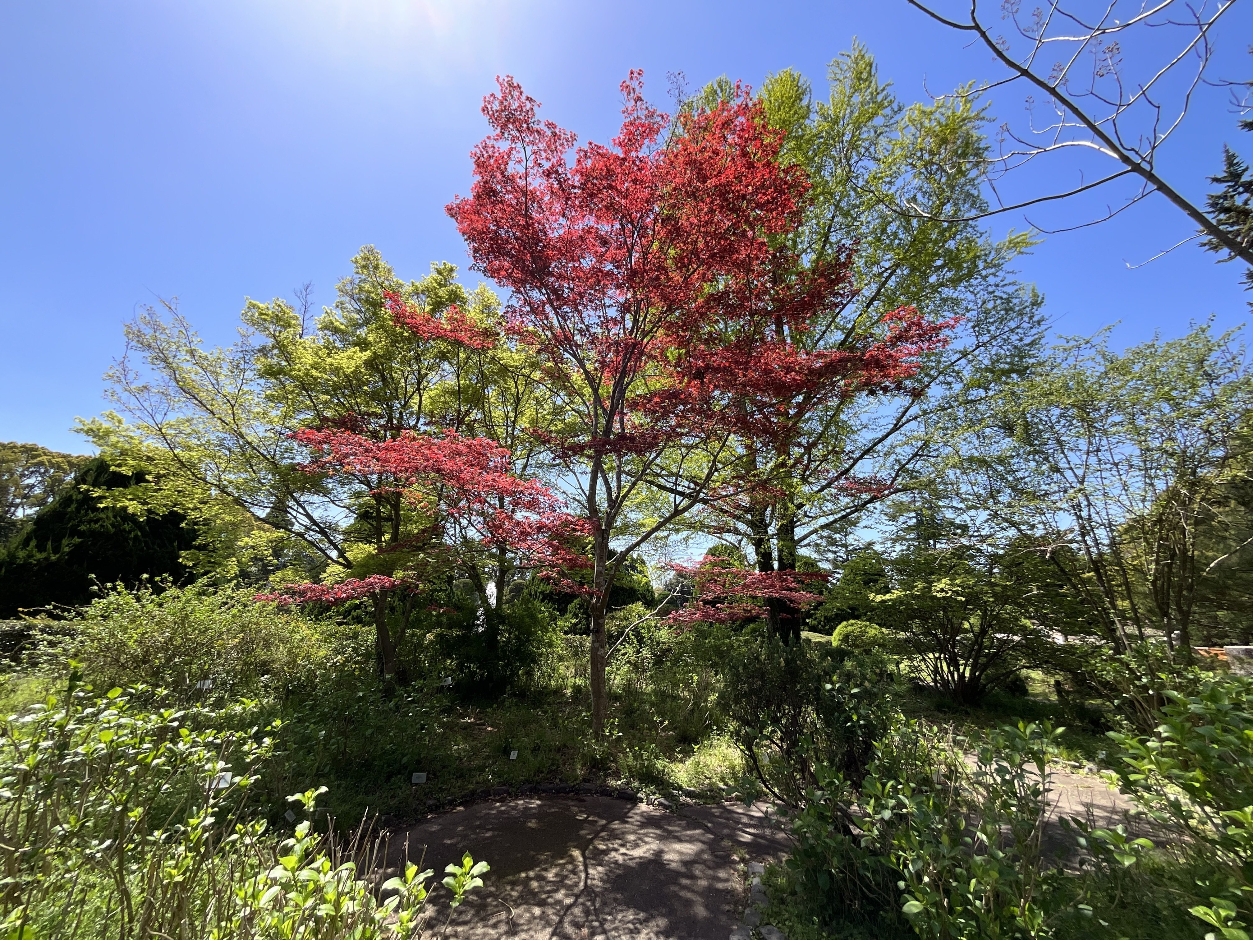 モミジ '出猩々'（京都府立植物園）：2026年4月12日（日）｜藤井秀昭