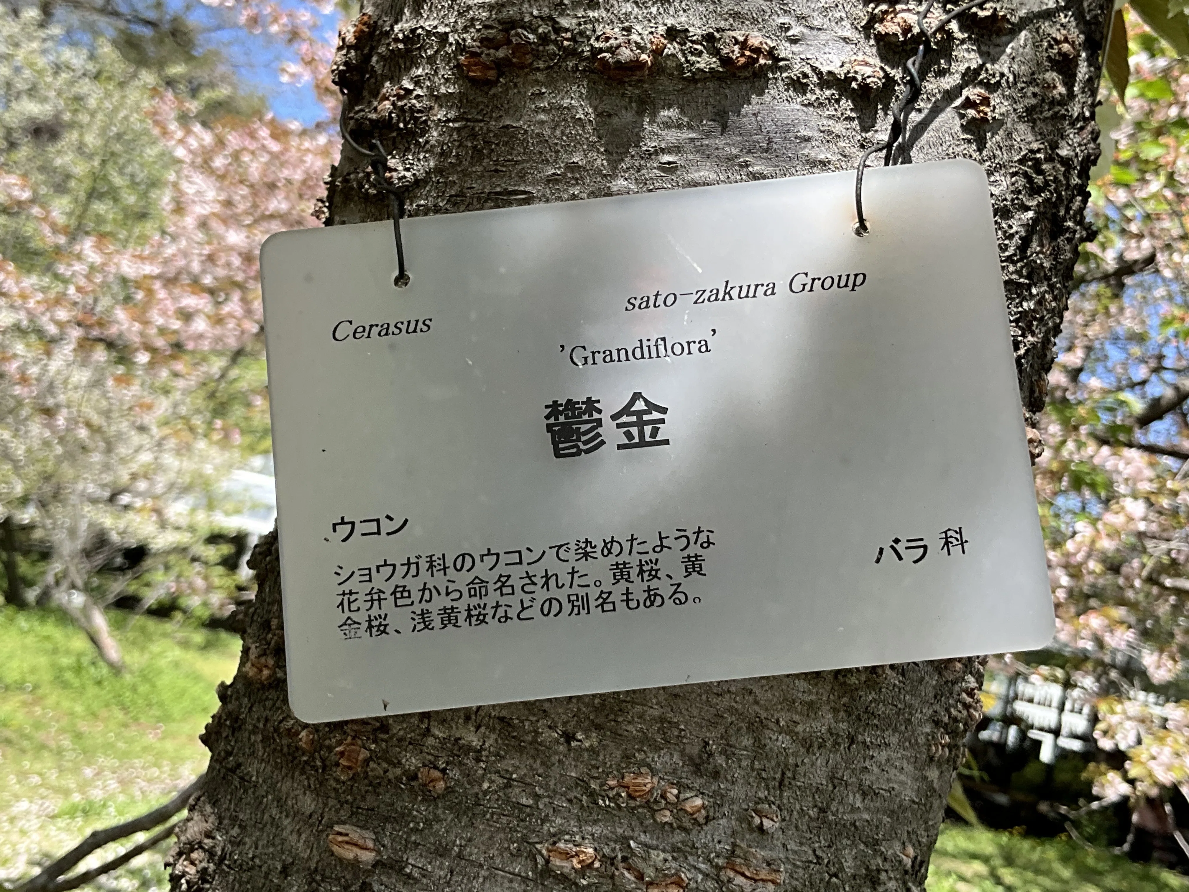 鬱金（京都府立植物園）：2026年4月13日（月）｜藤井秀昭（『京都居候