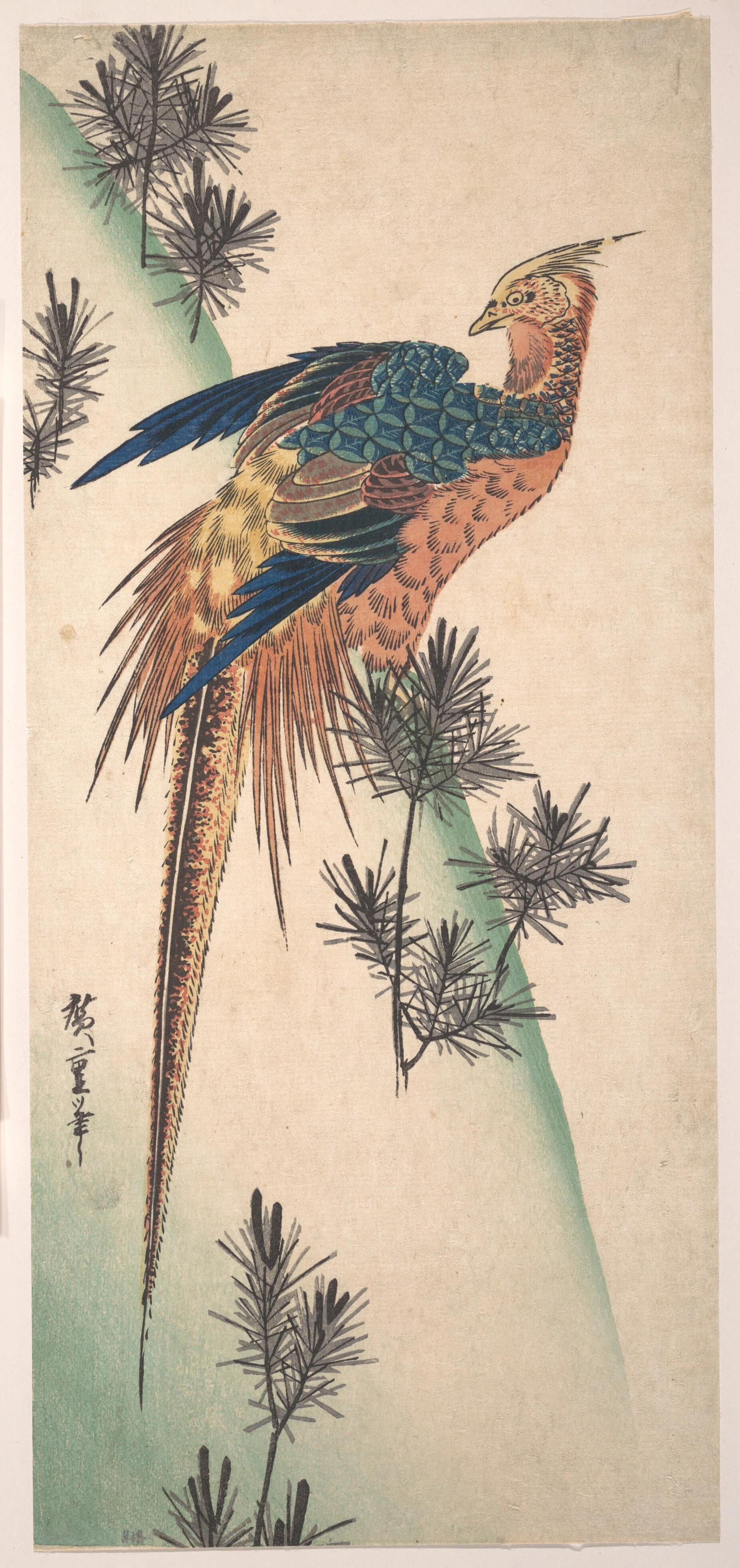 朝5時に鳴くキジの正体｜生態・文化・食・江戸絵まで一気に読む｜こう