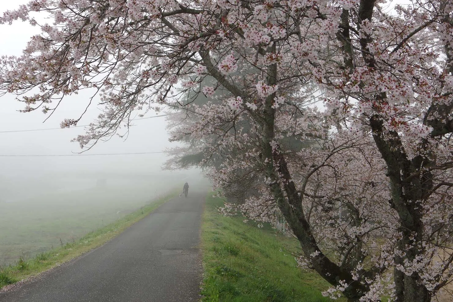 その1 兵庫県上郡町、栗原の桜並木を歩く。やっぱりちっとも前に進ま