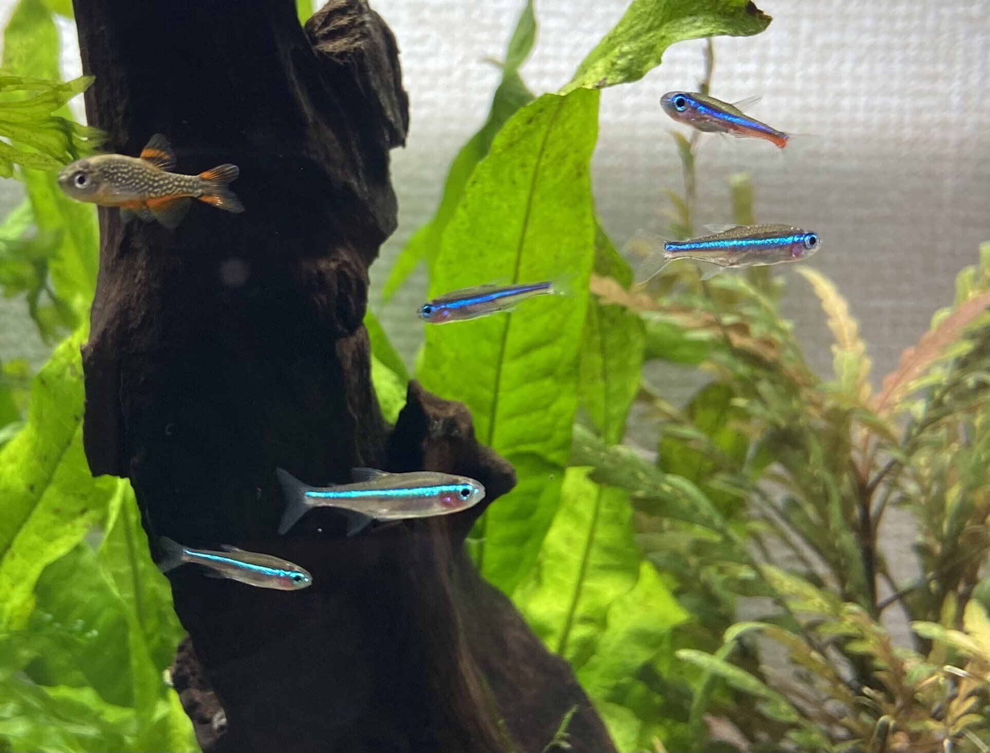 アクアリウム】もしも0から水槽を立ち上げるとしたら。｜たけのこ