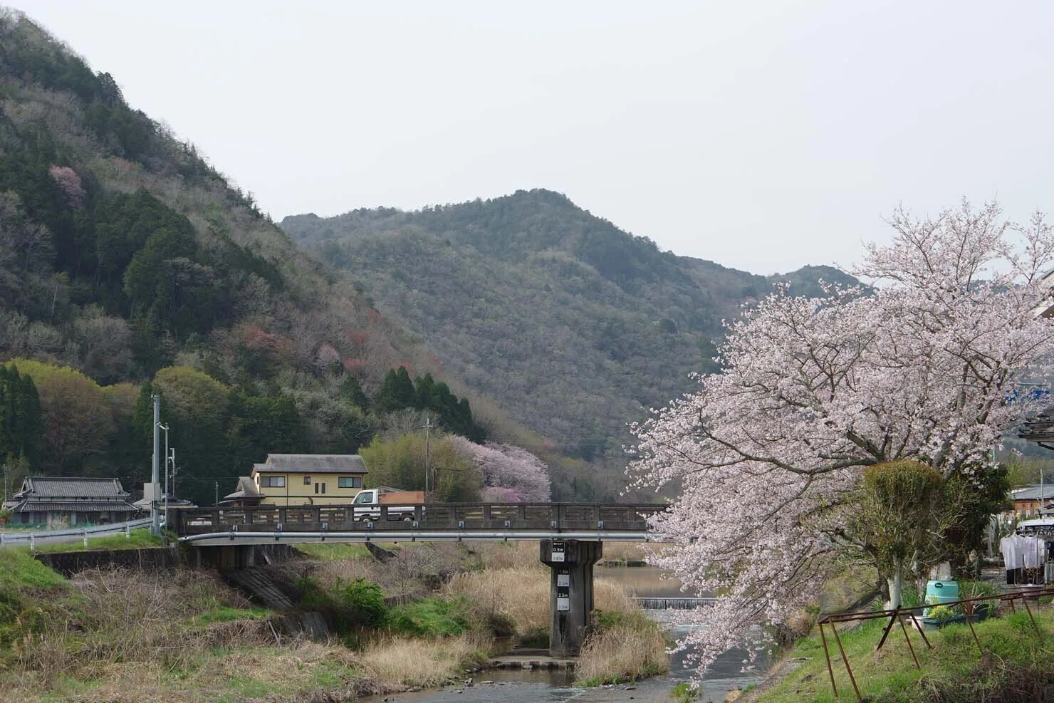 その1 兵庫県上郡町、栗原の桜並木を歩く。やっぱりちっとも前に進ま