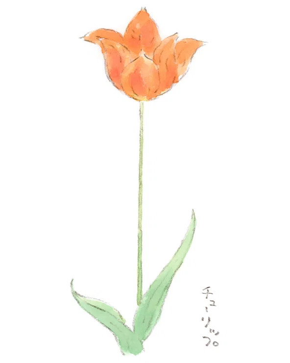 オレンジ色のチューリップ｜ほっこり絵日記