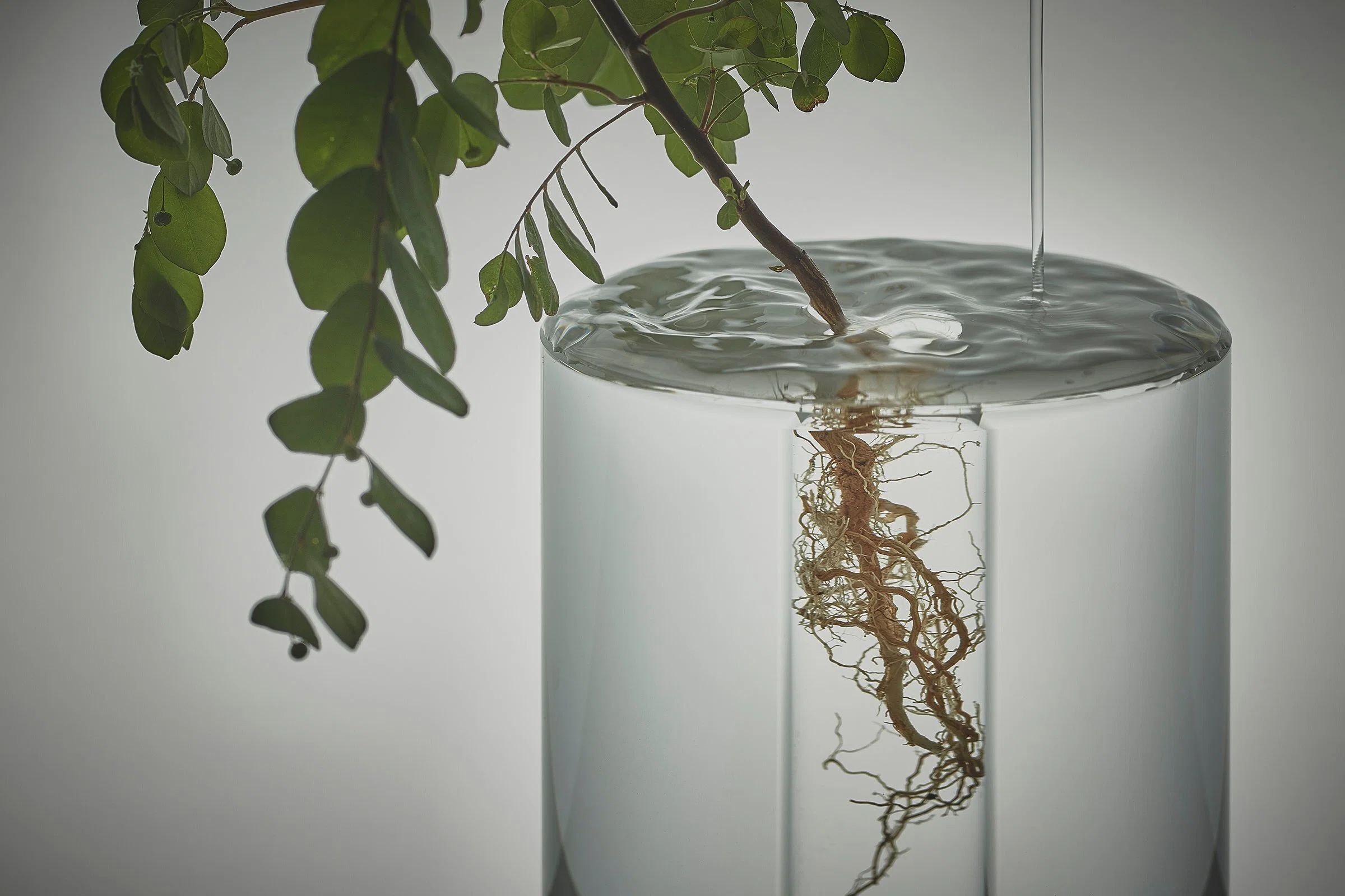 境界線が溶けていく。水と花器、植物が一体となるフラワーベース