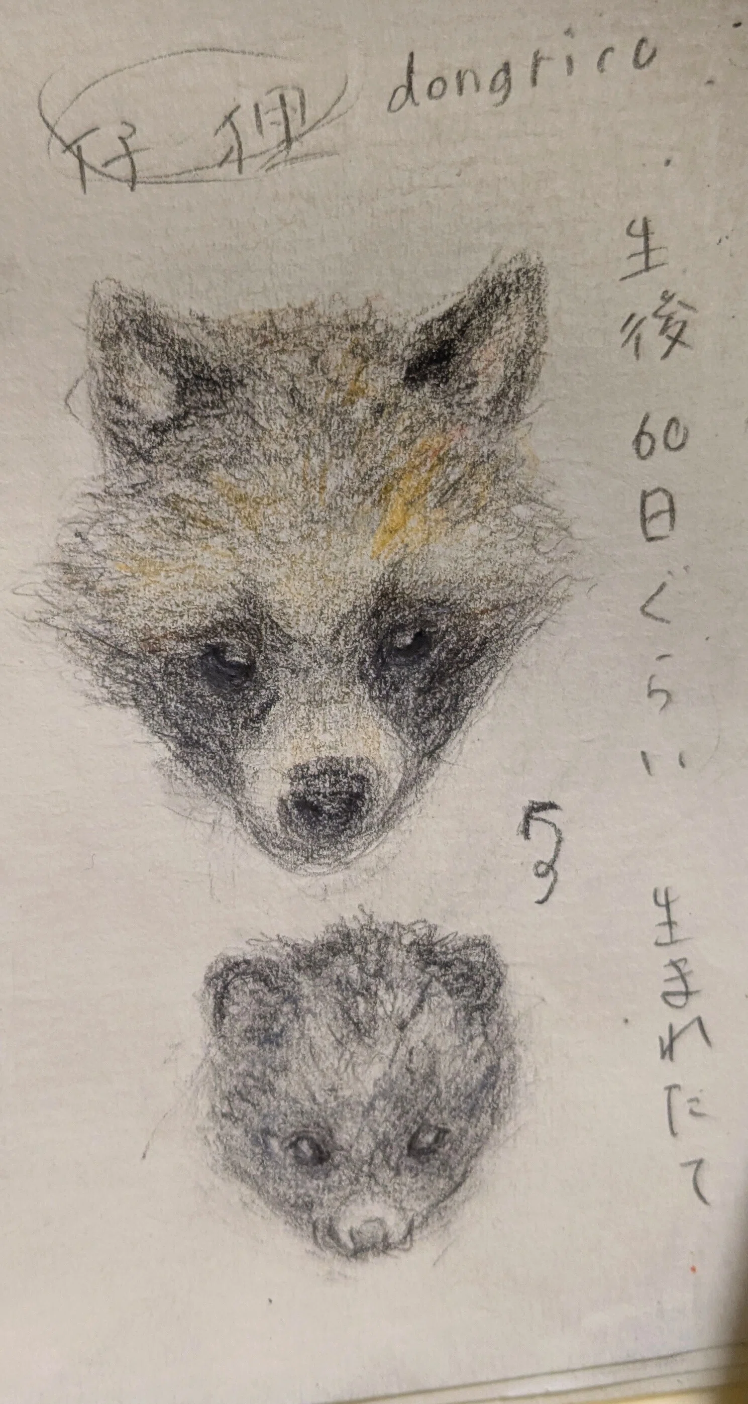 たぬき 思い立ったがタヌキ日和」動物園にタヌキを見に行った話｜どんぐり子