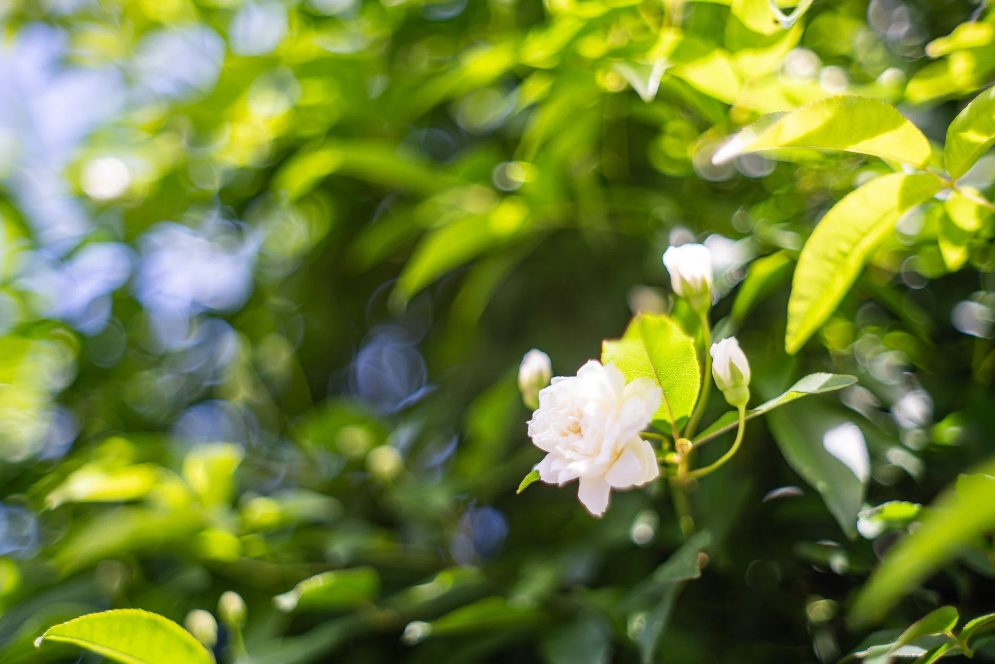 My 1st カメラをデジタルで再現した F.ZUIKO 40mm F1.7の改造レンズ