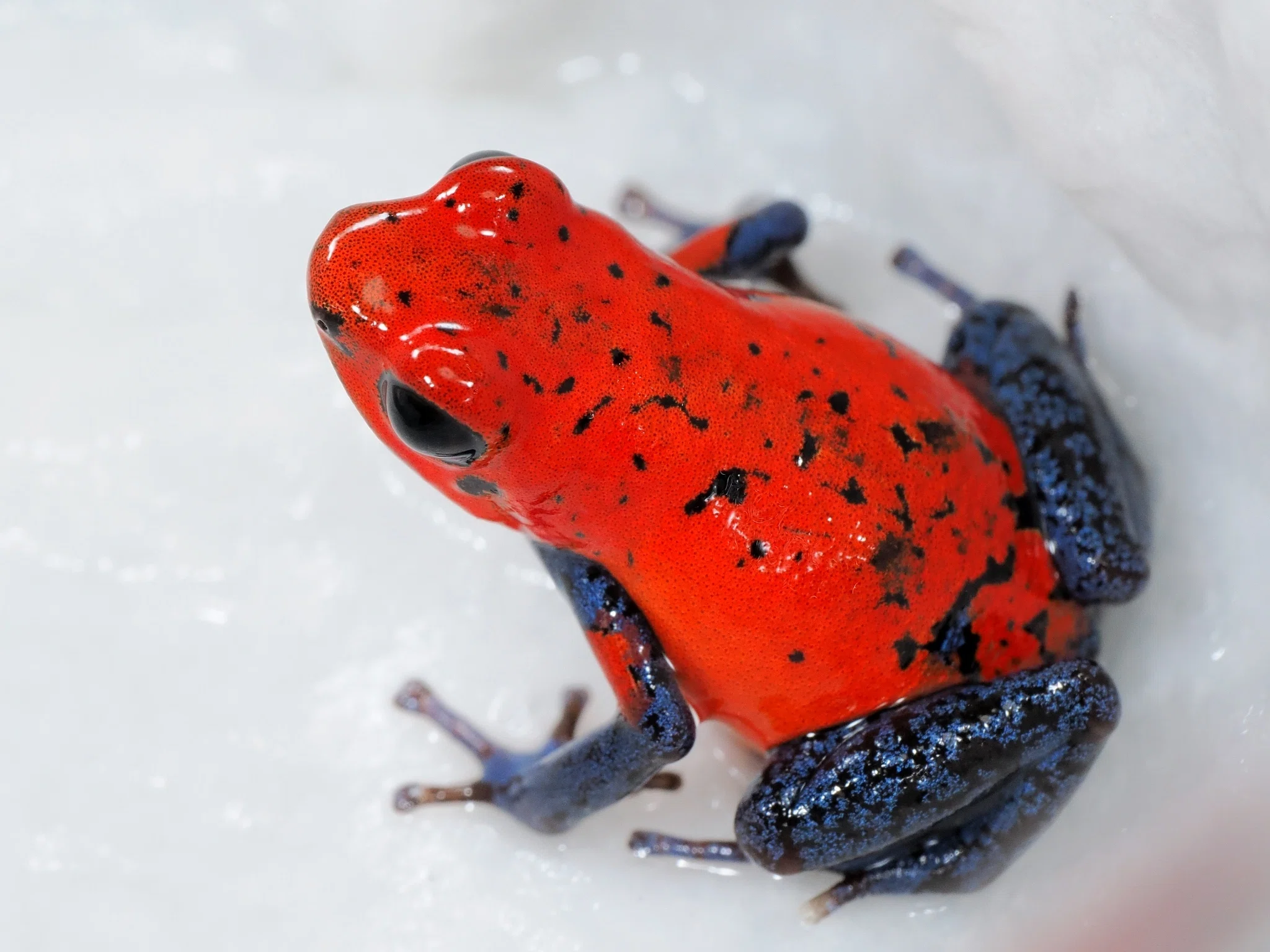 憧れの「イチゴヤドクガエル」｜ミズゴケモドキ