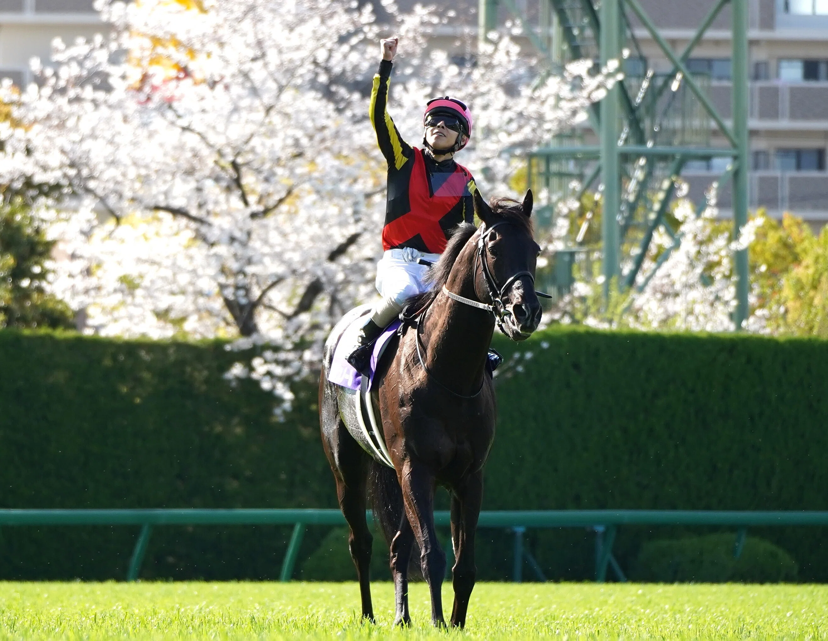 傘松と馬 2強（？）の桜花賞で思ったこと｜平松さとし