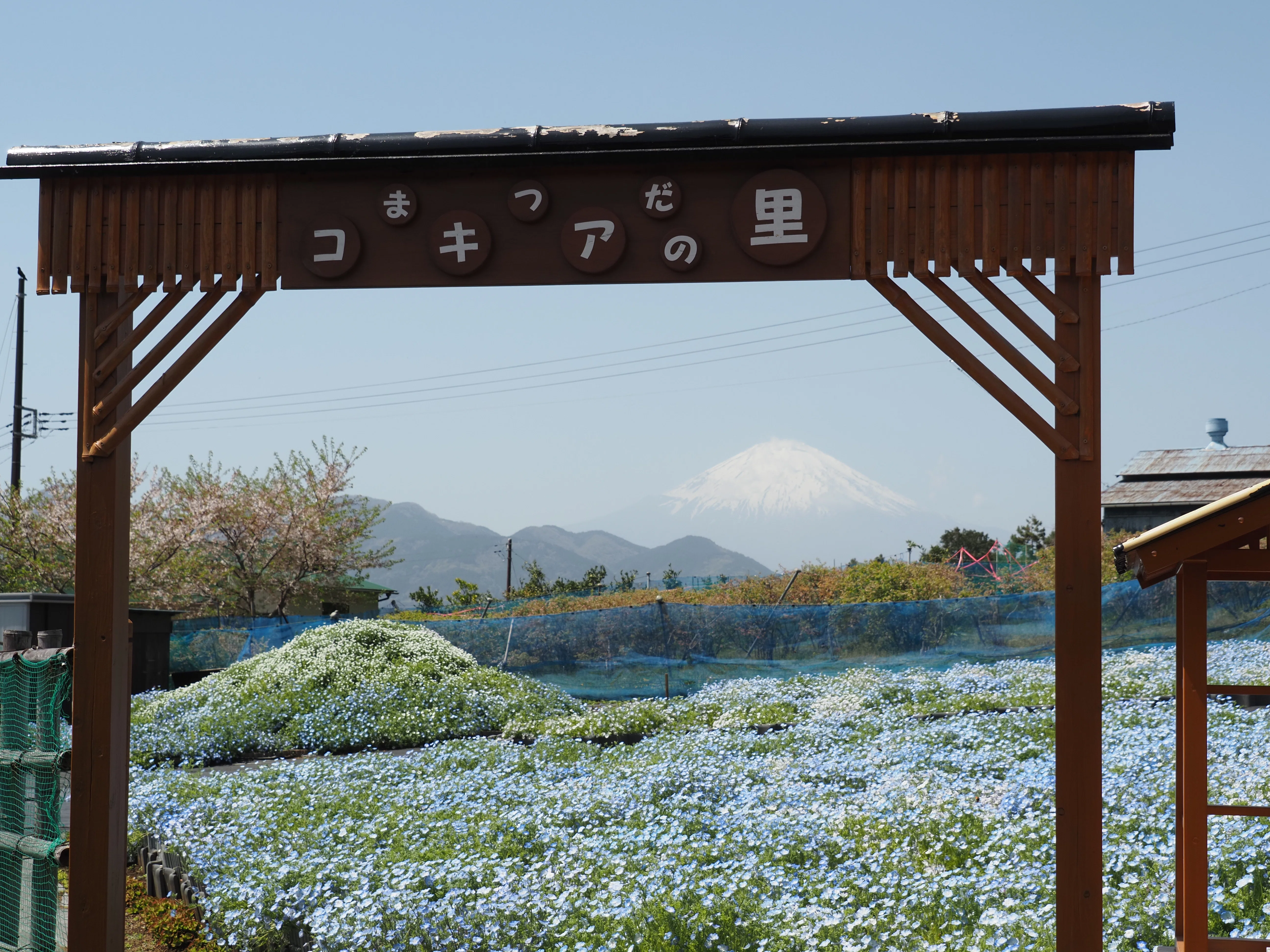 まつだコキアの里のネモフィラと野の花とそして70年咲き続ける桜と