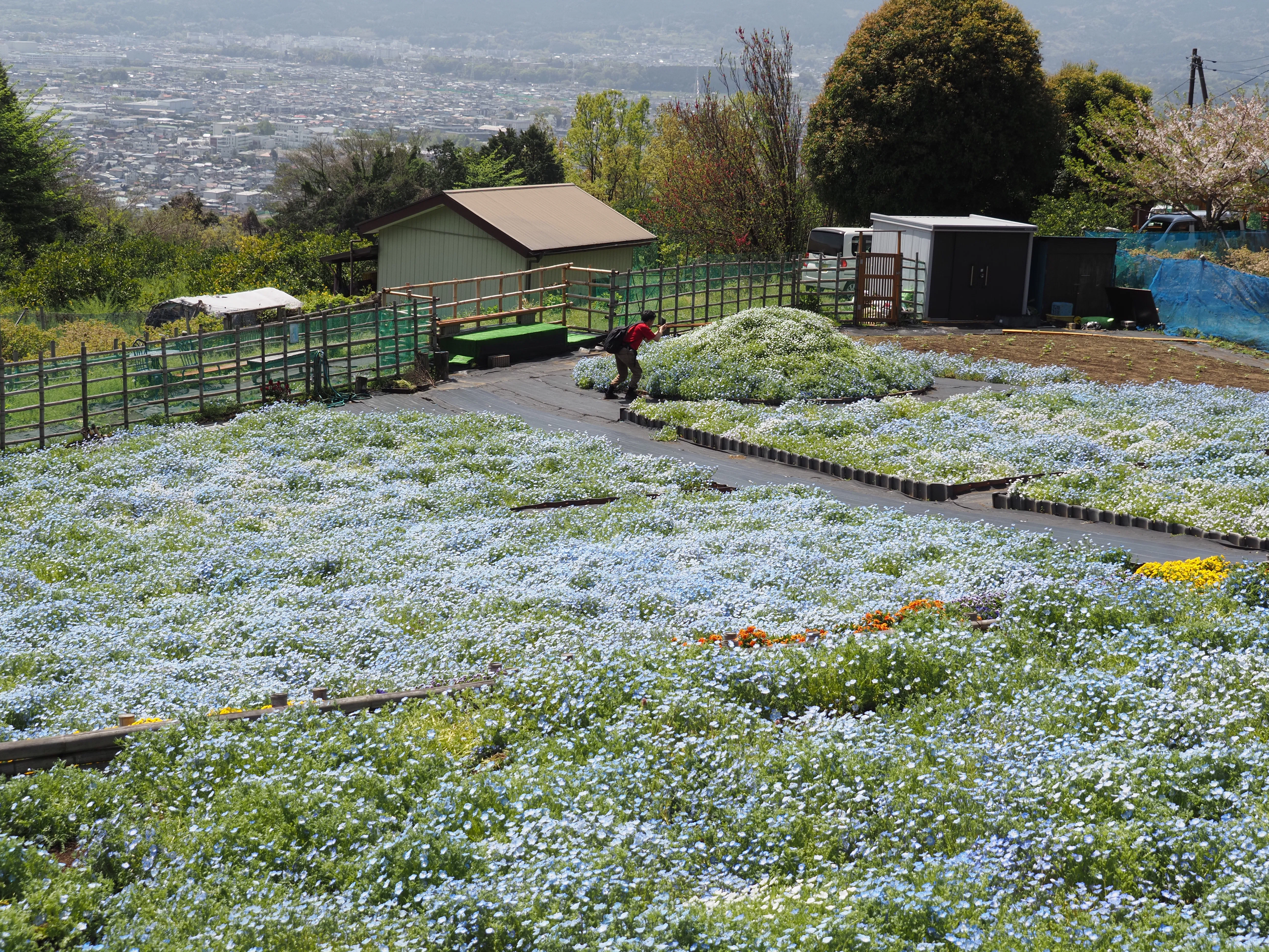 まつだコキアの里のネモフィラと野の花とそして70年咲き続ける桜と