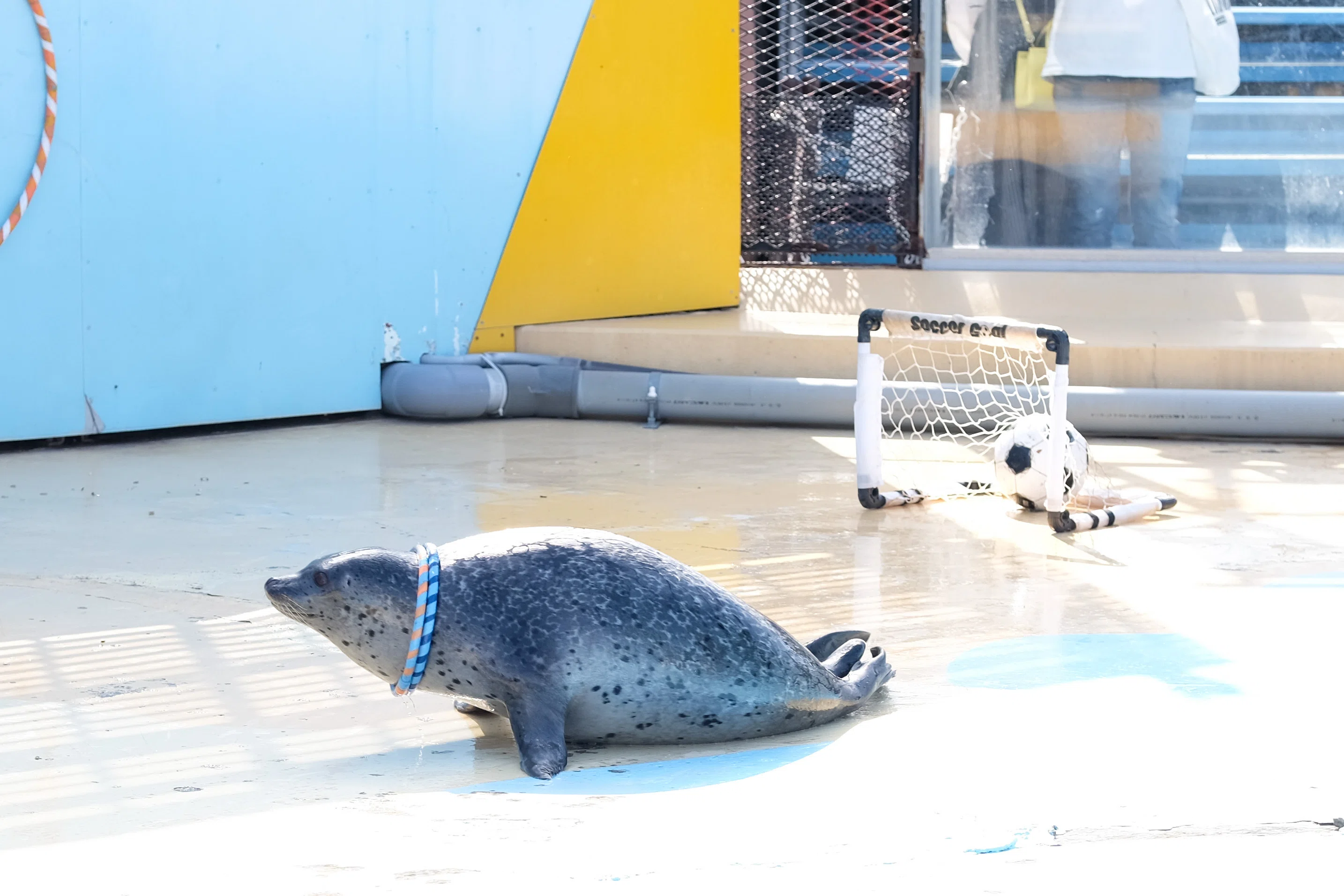 初心者アザラー、にっぽんのあざらしに会いに行く。(Vol.2)東武動物