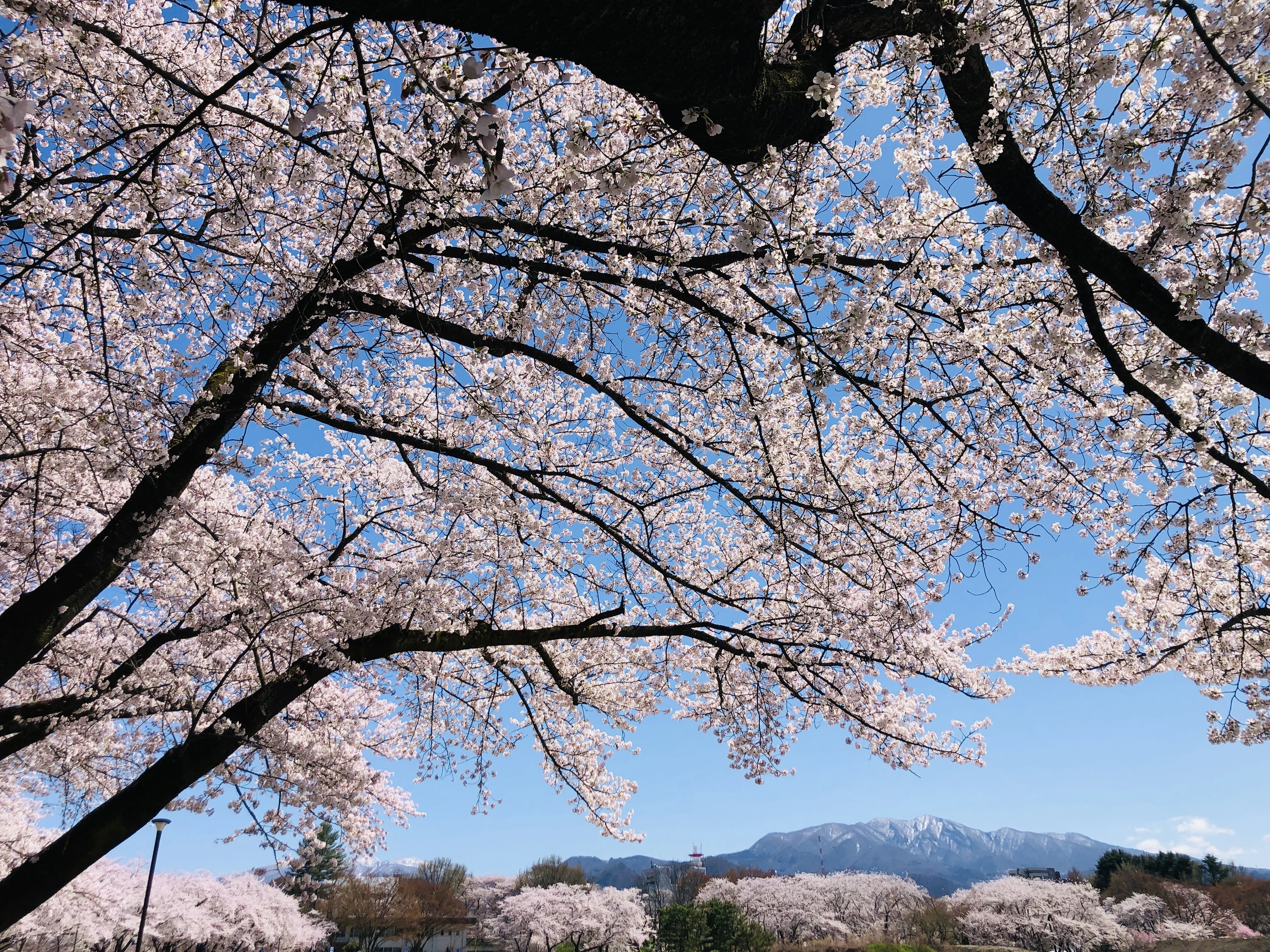 今更ですけど山形で桜を見るポタ｜メロウ野郎