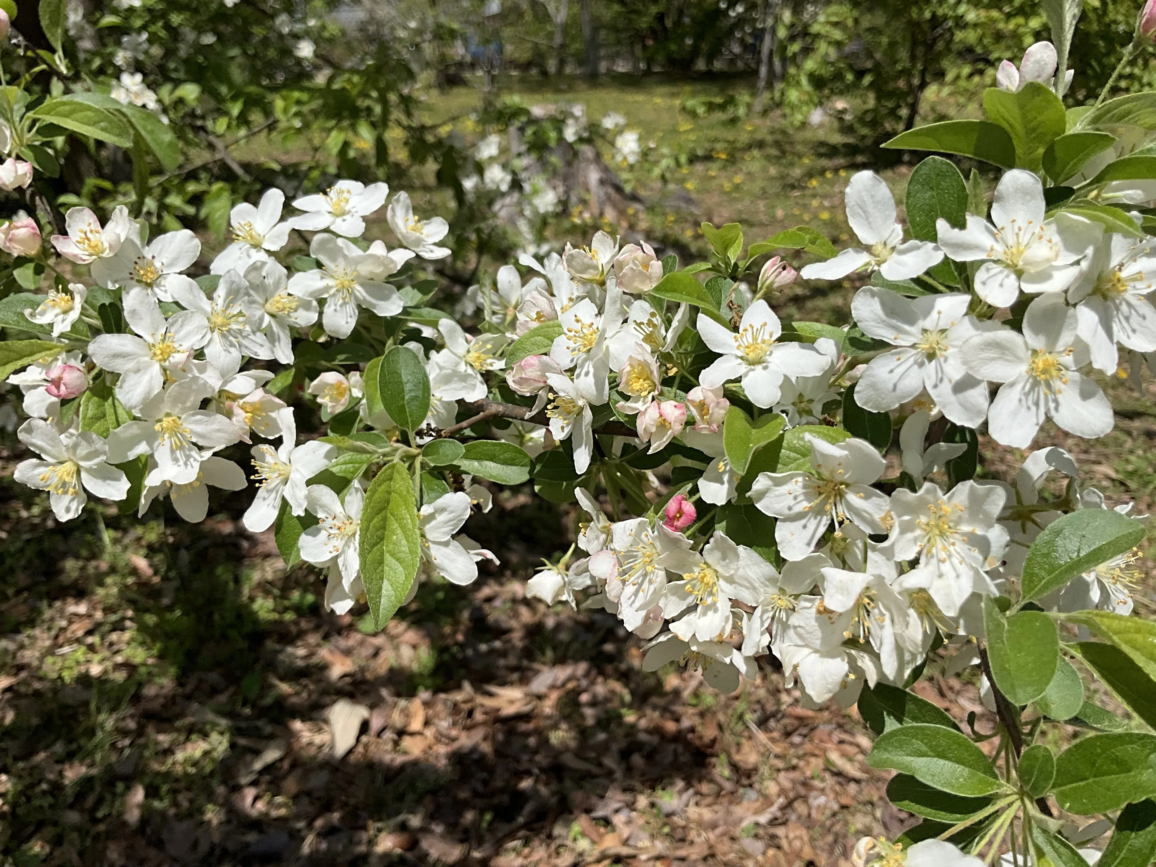 Zumi (Kyoto Botanical Gardens): April 15, 2026 (Wed)｜藤井秀昭