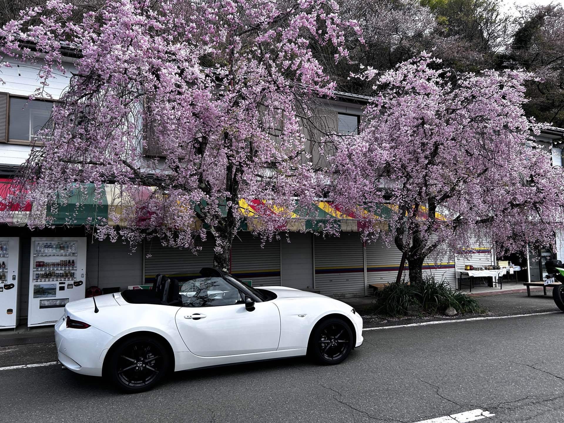桜尾 2026_桜2｜furaibonote_2025