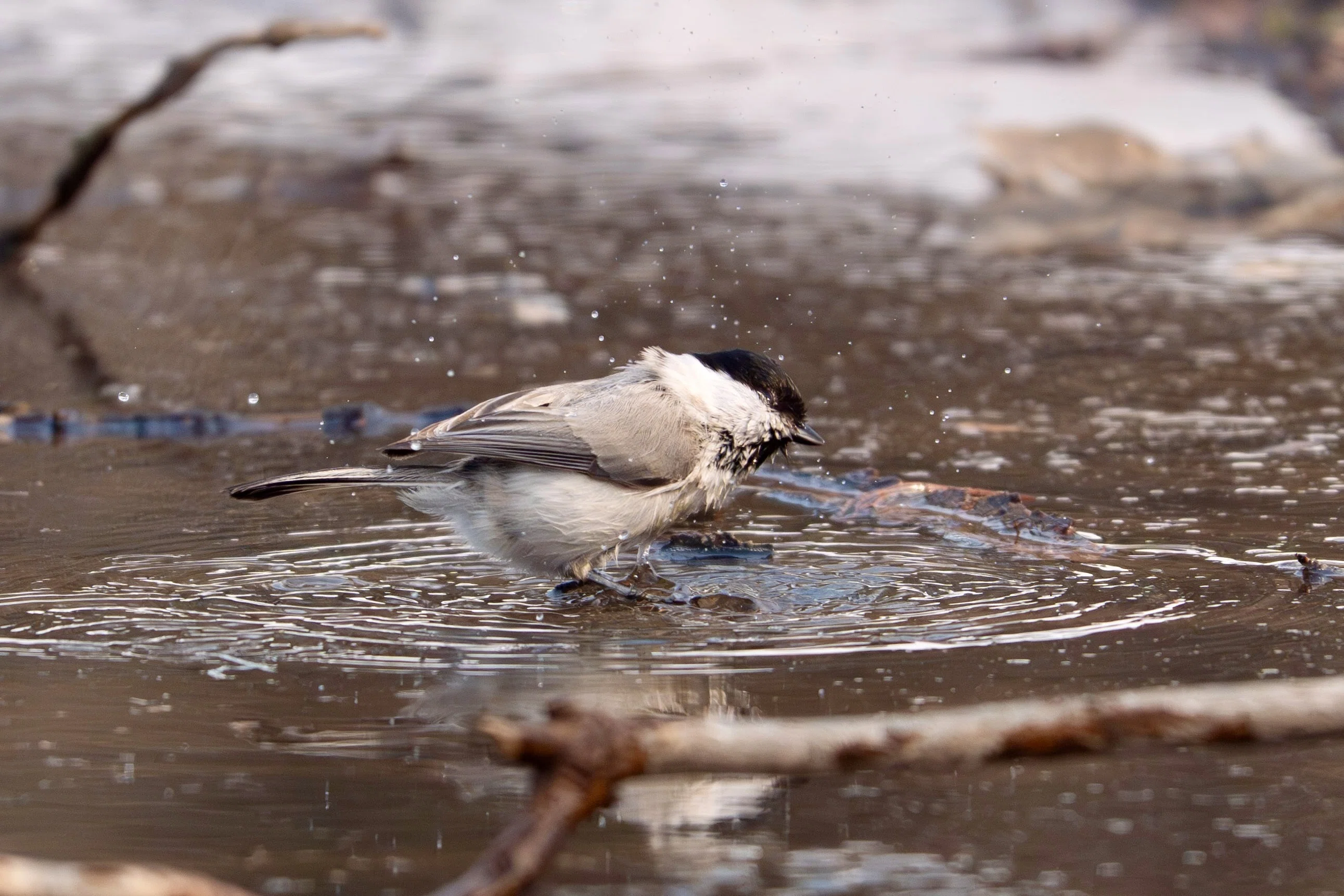 2026年4月前半の野鳥観察｜TOLIMAN Hondα