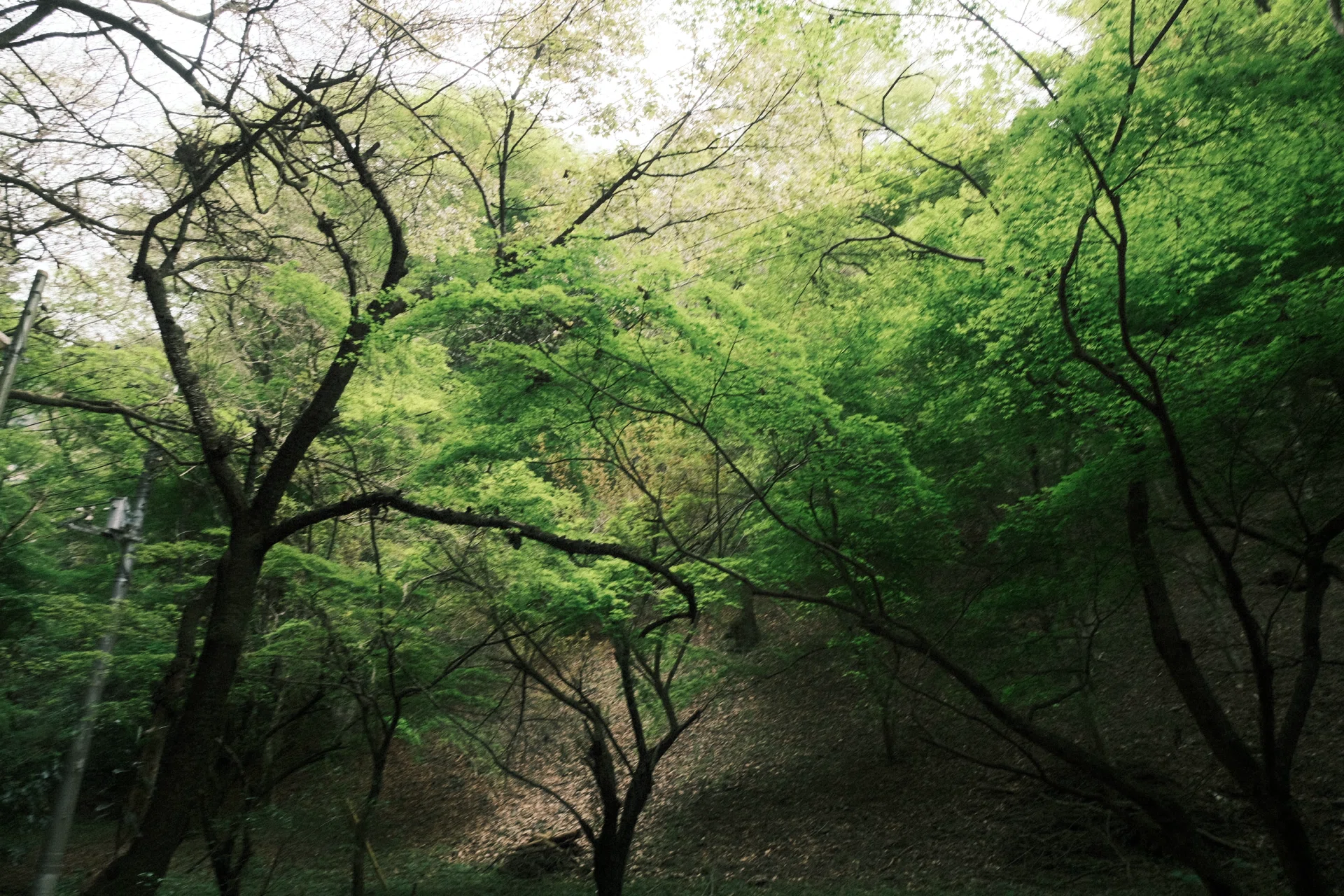 X-E4｜Fujicolor Nature 1600で写す高尾山登山｜koha