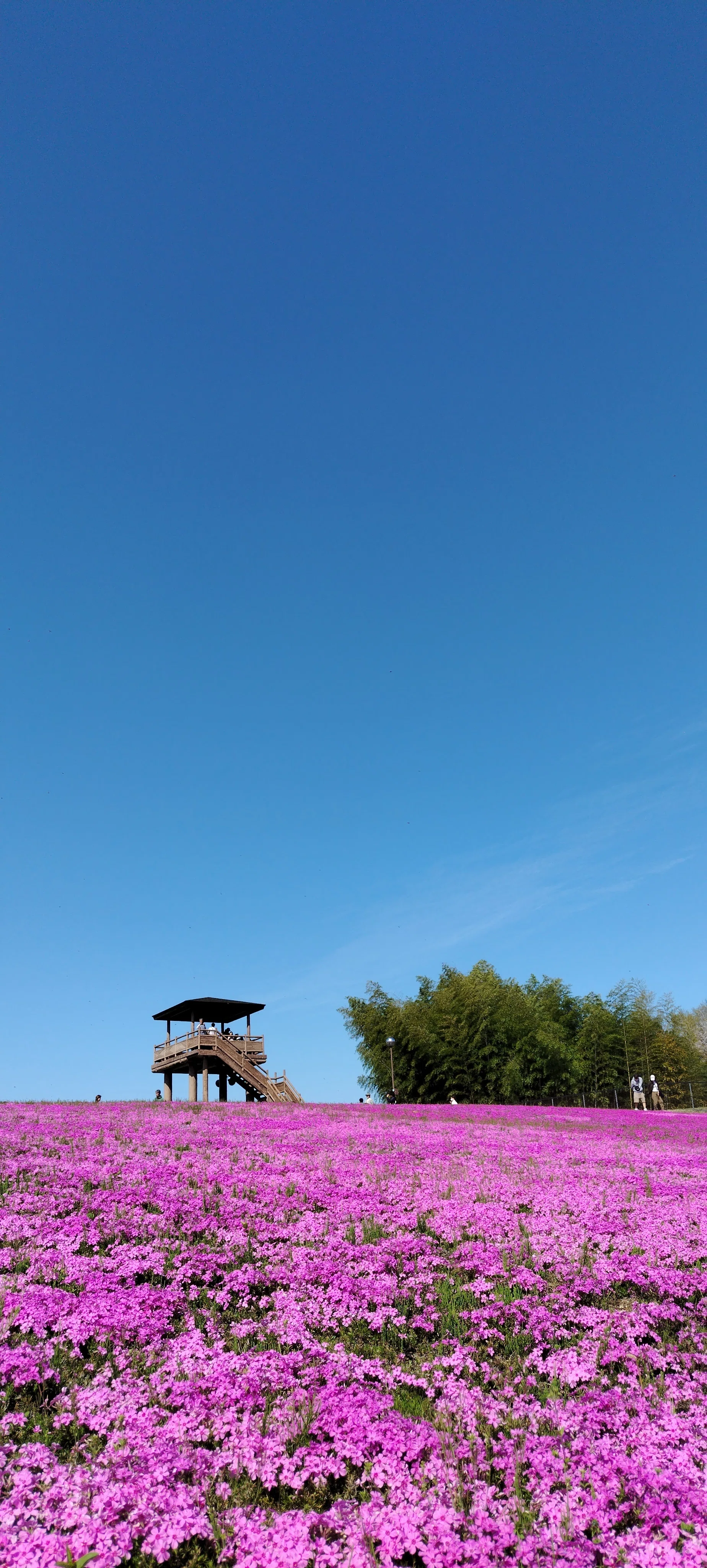 芝ざくら公園（栃木県市貝町）｜真咲ともか