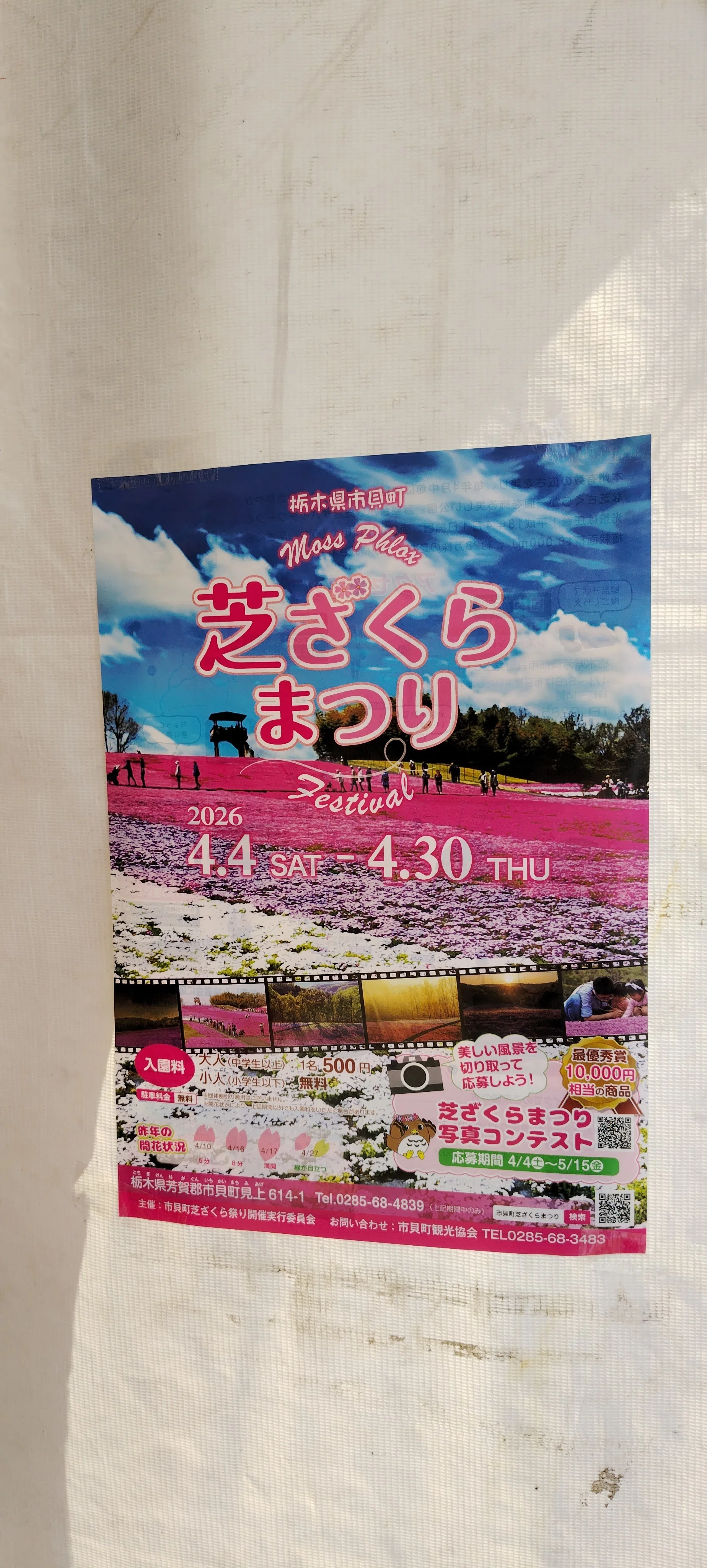 芝ざくら公園（栃木県市貝町）｜真咲ともか