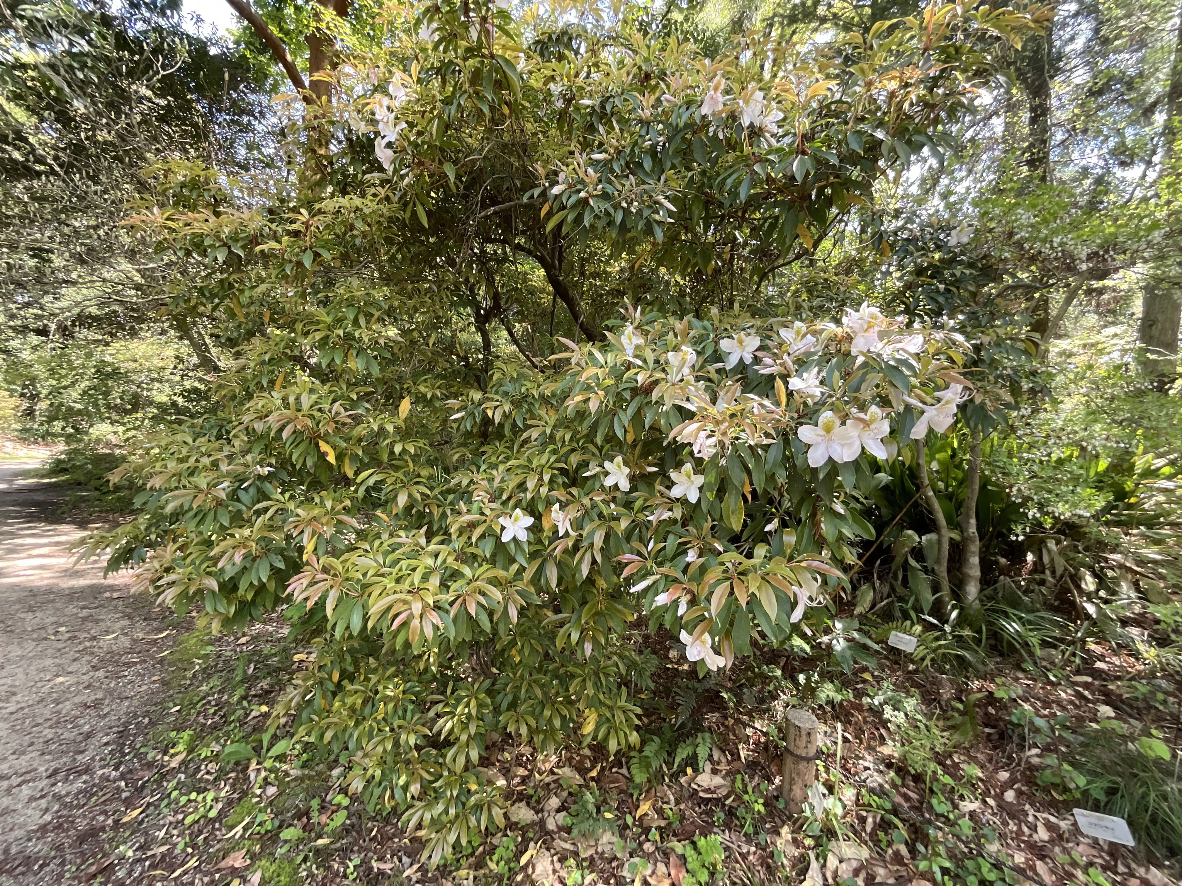 アマミセイシカ（奄美聖紫花）（京都府立植物園）：2026年4月17日（金