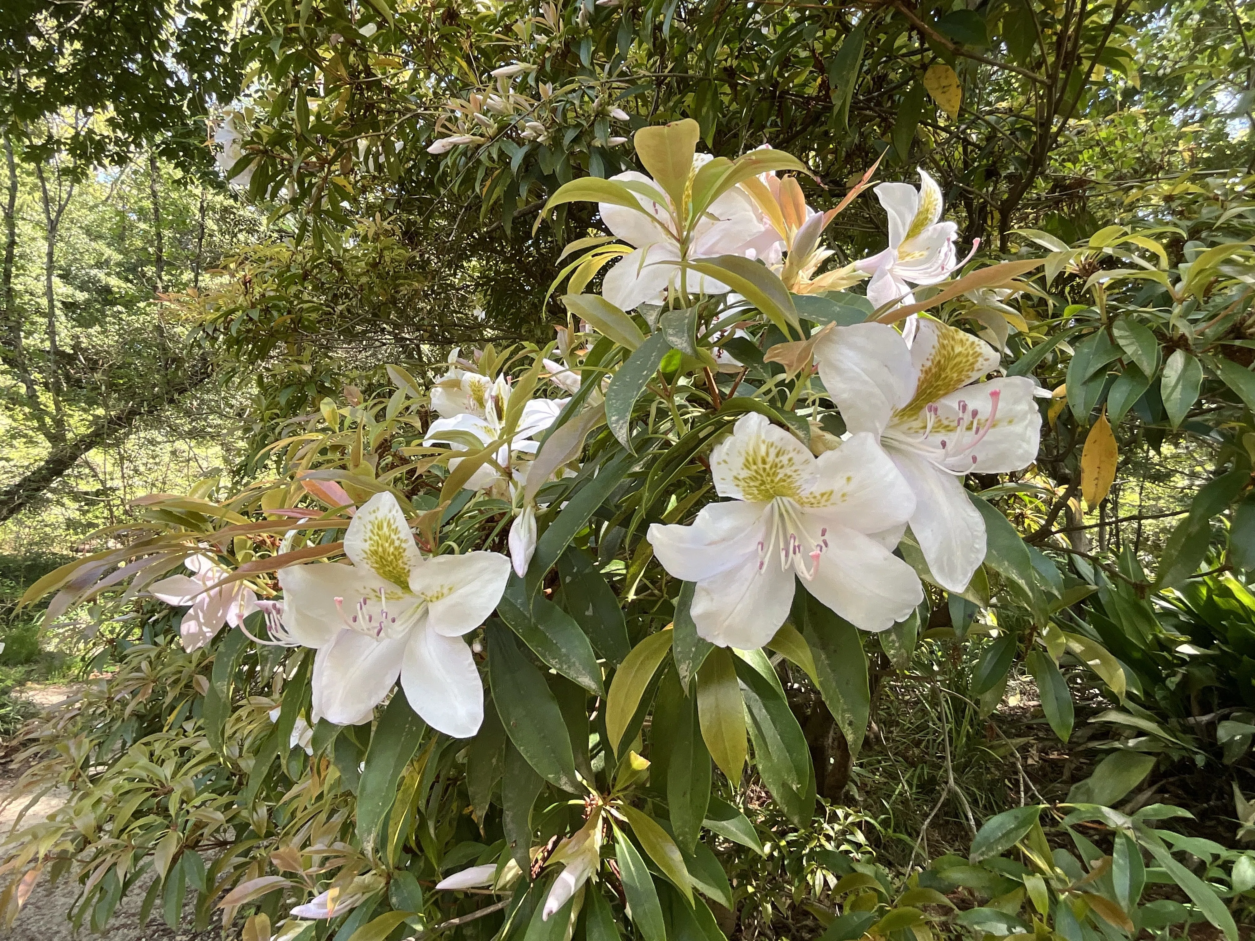 絶滅危惧種 アマミセイシカ アマミセイシカ（奄美聖紫花）（京都府立植物園）：2026年4月17日（金