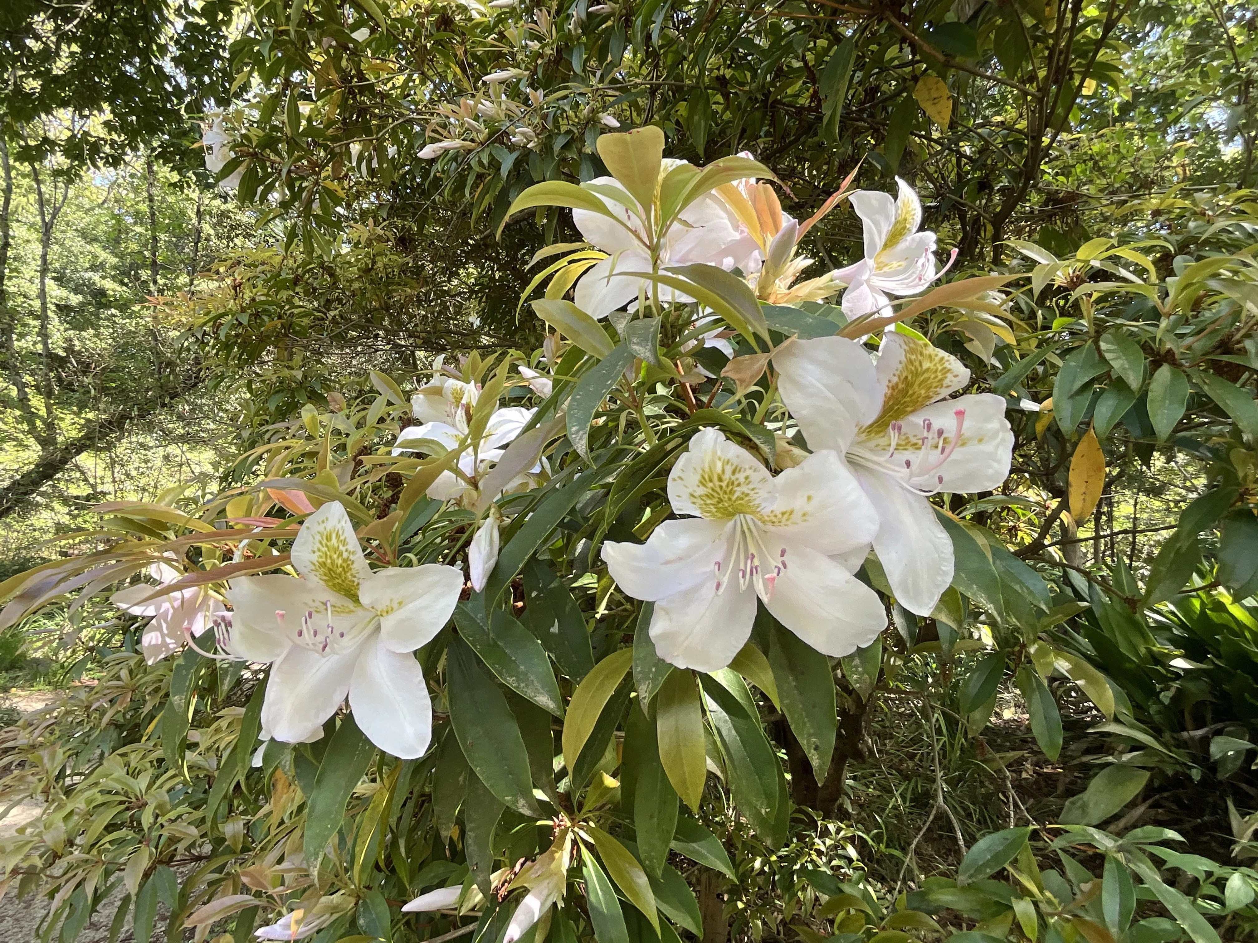 絶滅危惧種 アマミセイシカ アマミセイシカ（奄美聖紫花）（京都府立植物園）：2026年4月17日（金