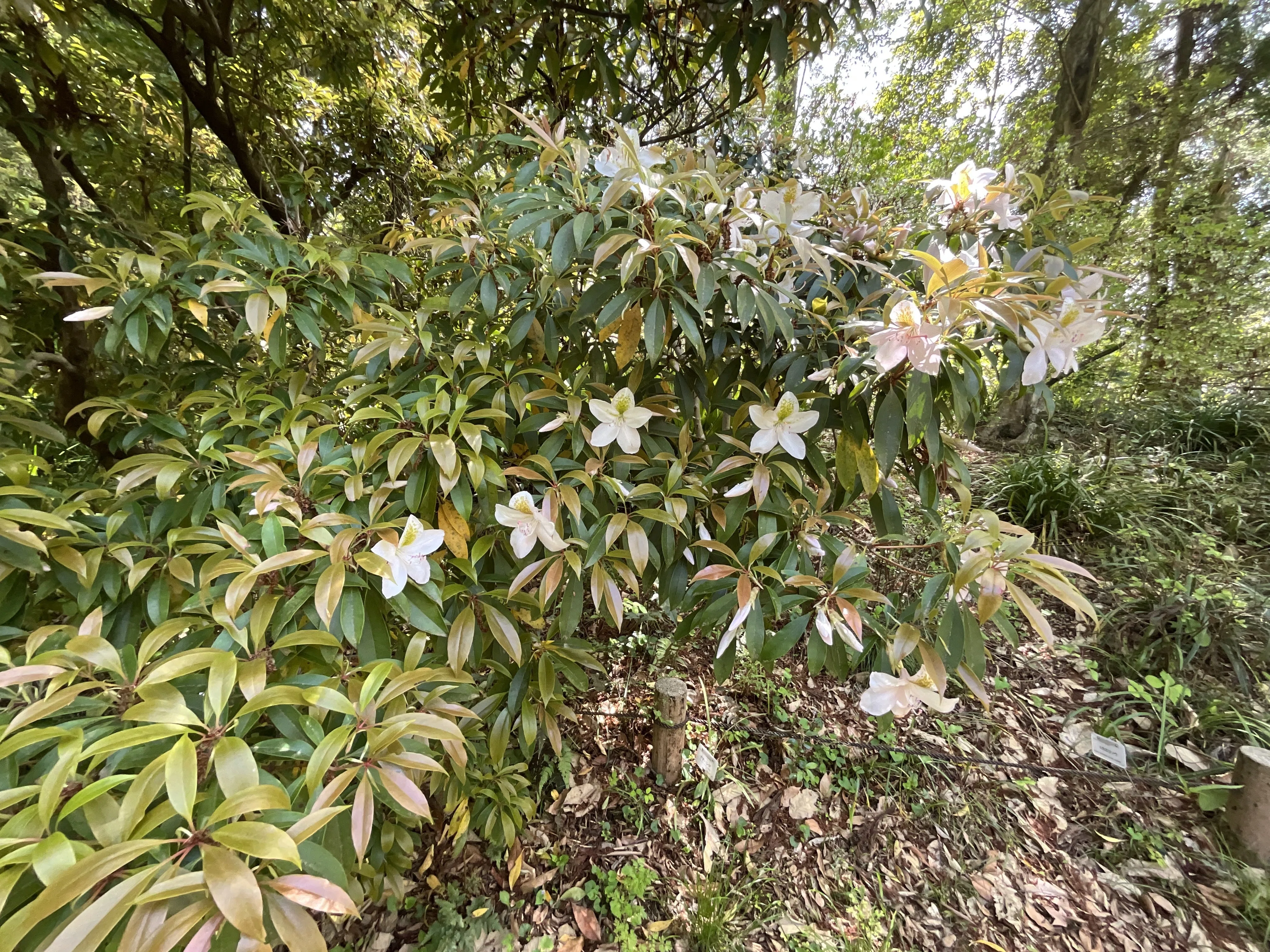 アマミセイシカ（奄美聖紫花）（京都府立植物園）：2026年4月17日（金