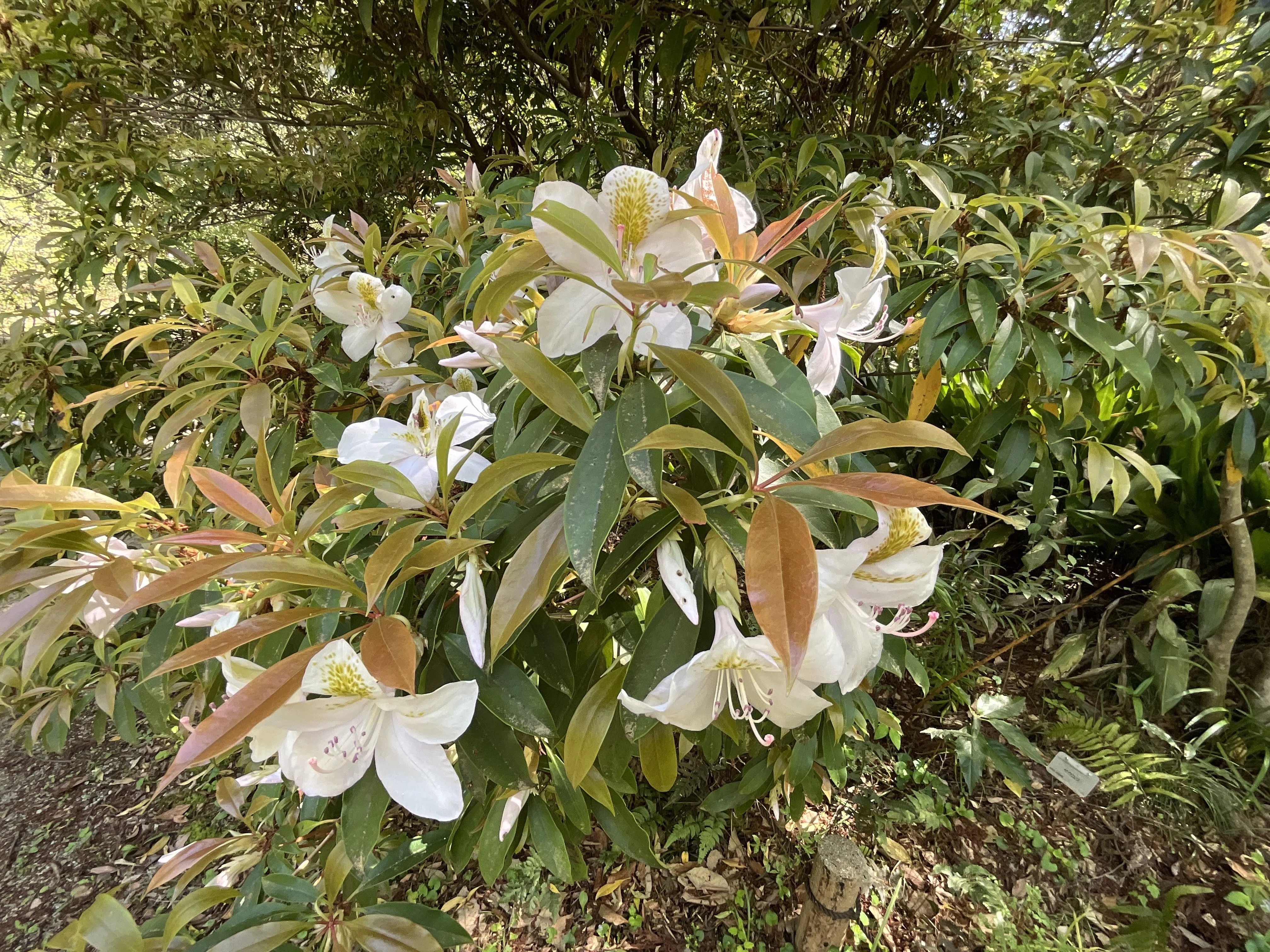 アマミセイシカ（奄美聖紫花）（京都府立植物園）：2026年4月17日（金