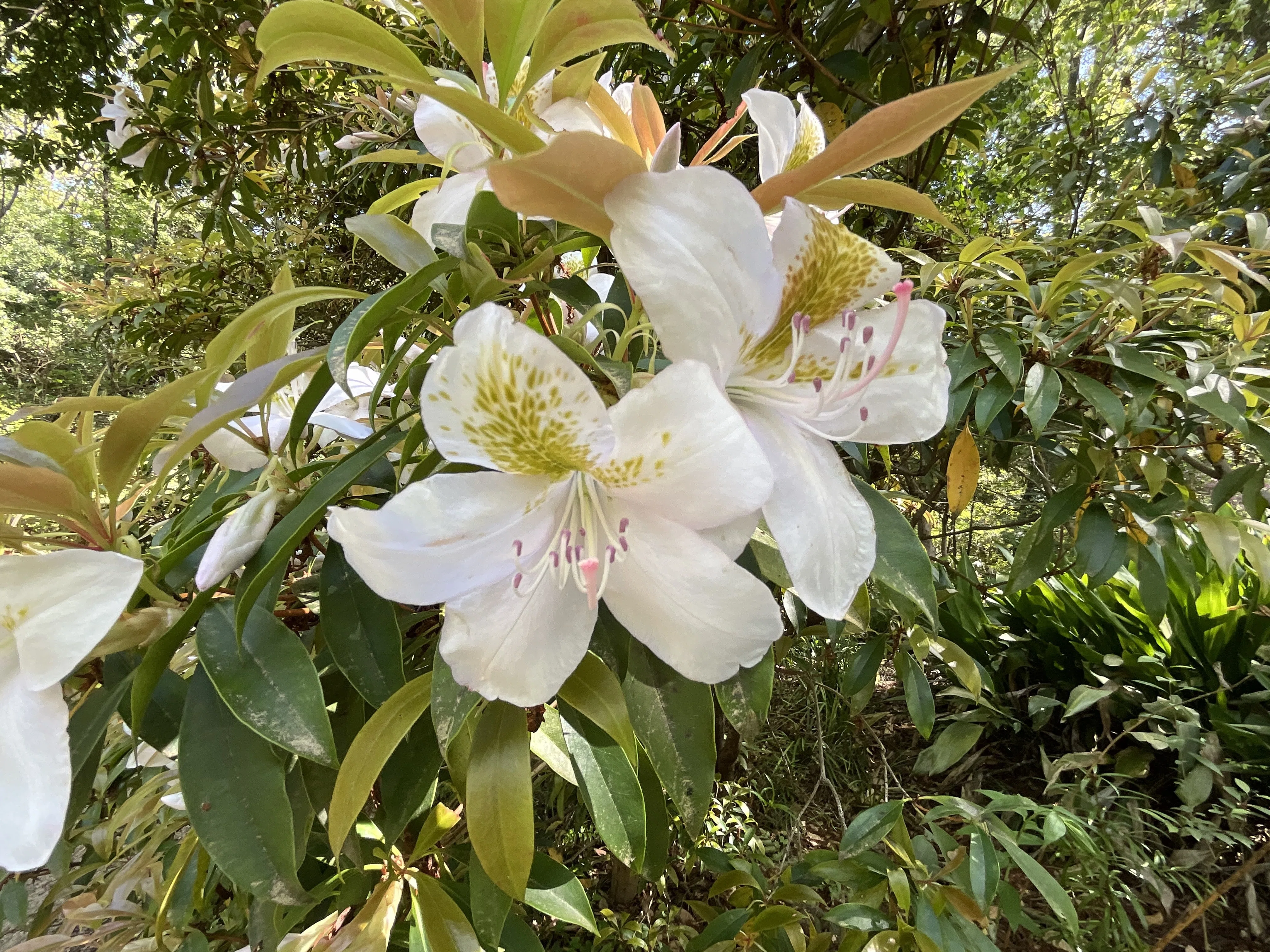 絶滅危惧種 アマミセイシカ アマミセイシカ（奄美聖紫花）（京都府立植物園）：2026年4月17日（金